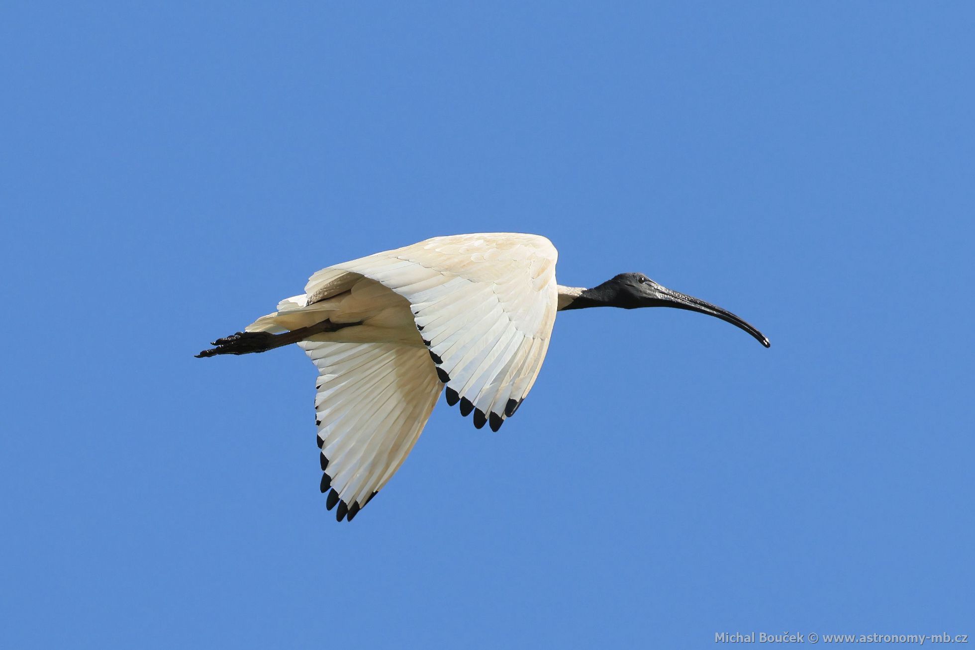 Ibis australský (Threskiornis molucca)