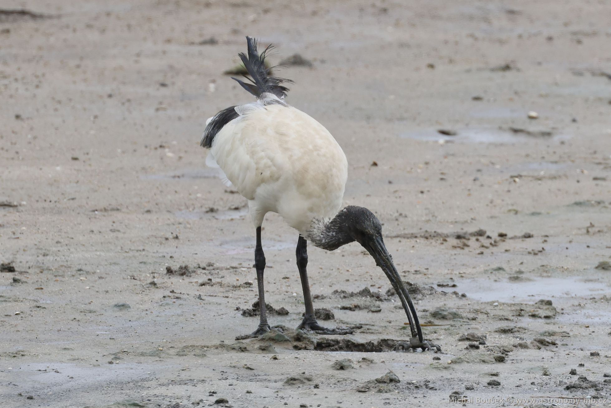 Ibis australský (Threskiornis molucca)
