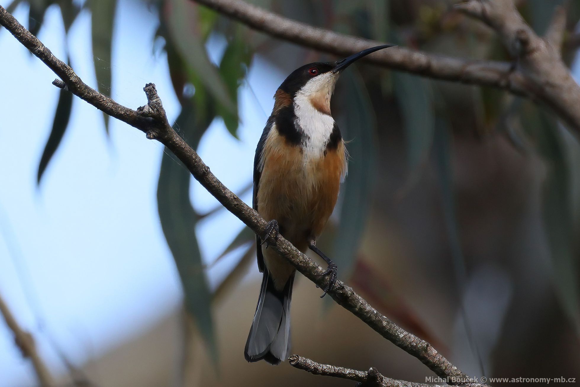 Jehlozobka východní (Acanthorhynchus tenuirostris)