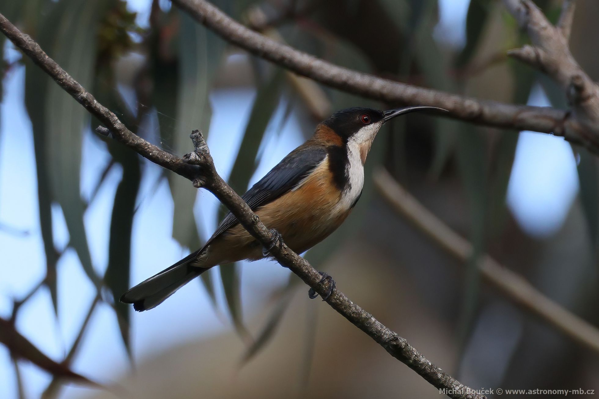 Jehlozobka východní (Acanthorhynchus tenuirostris)