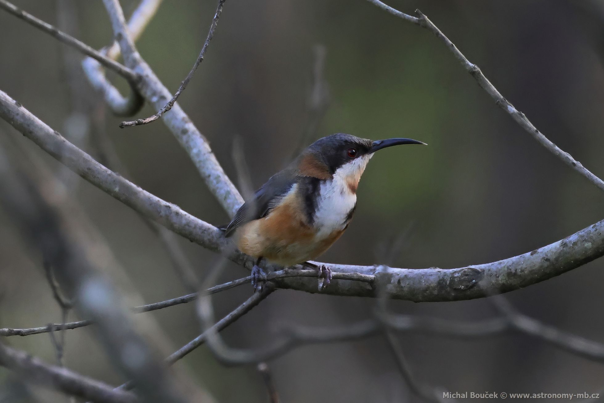 Jehlozobka východní (Acanthorhynchus tenuirostris)