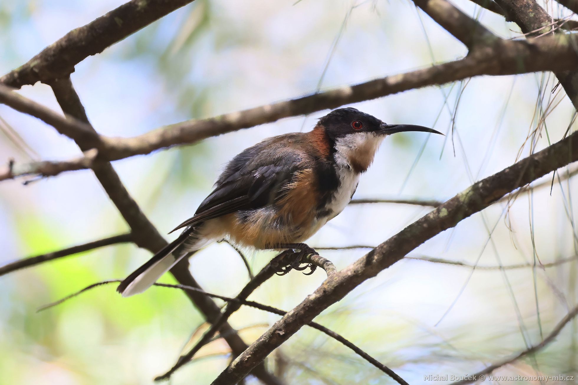 Jehlozobka východní (Acanthorhynchus tenuirostris)