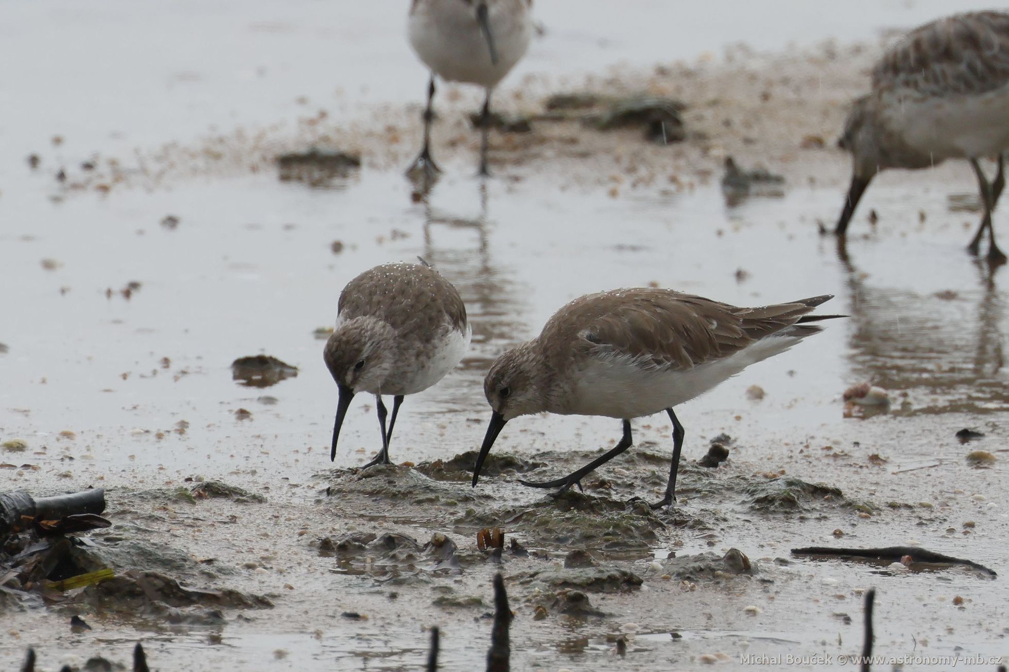 Jespák kivozobý (Calidris ferruginea)