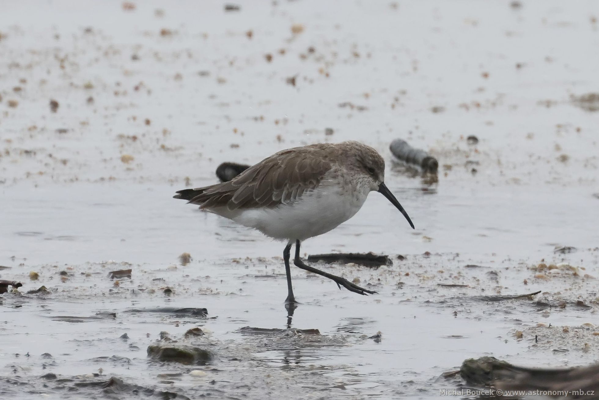 Jespák kivozobý (Calidris ferruginea)