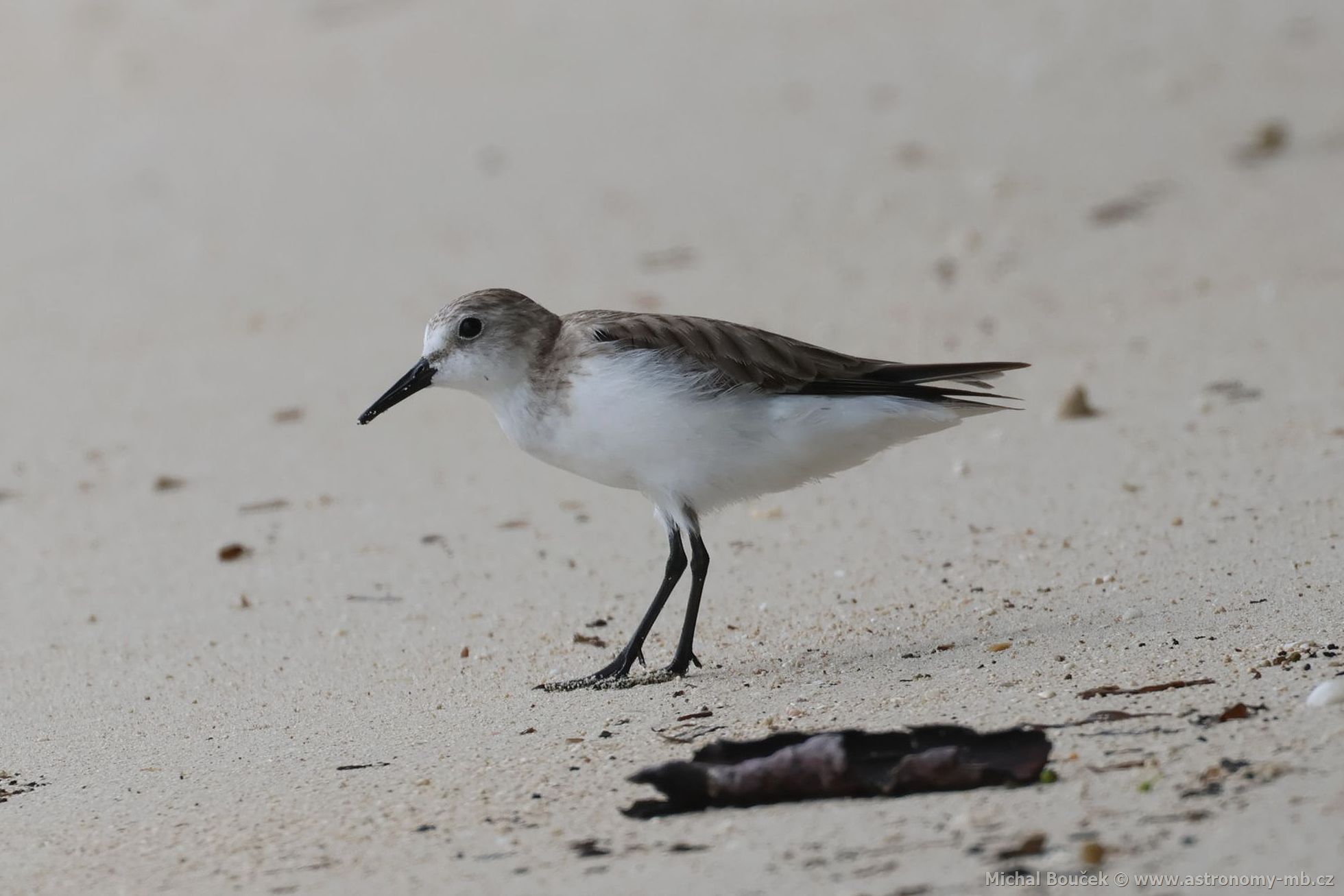 Jespák rudokrký (Calidris ruficollis)