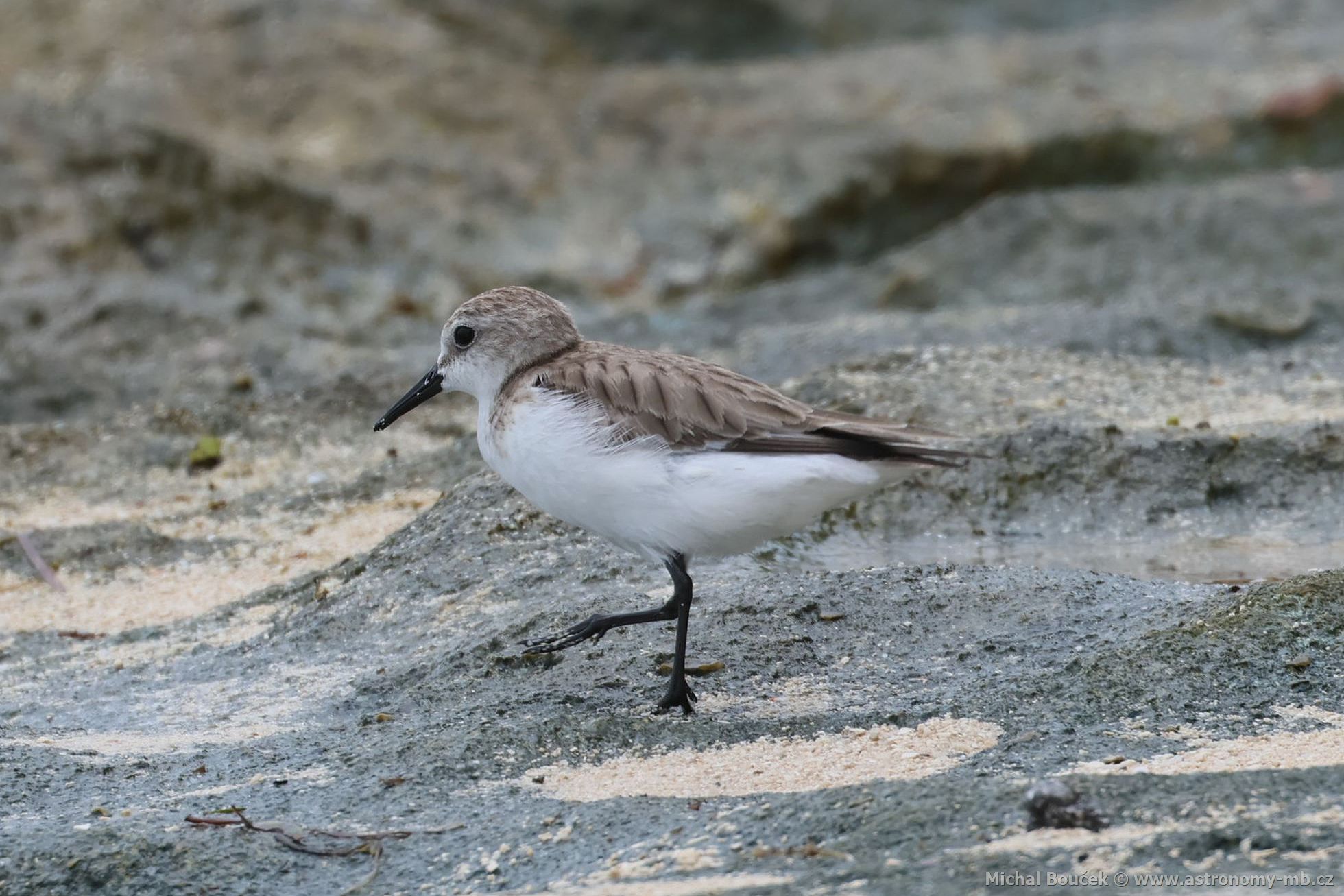 Jespák rudokrký (Calidris ruficollis)