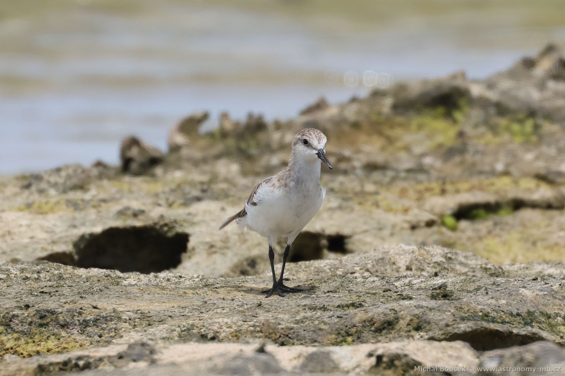 Jespák rudokrký (Calidris ruficollis)