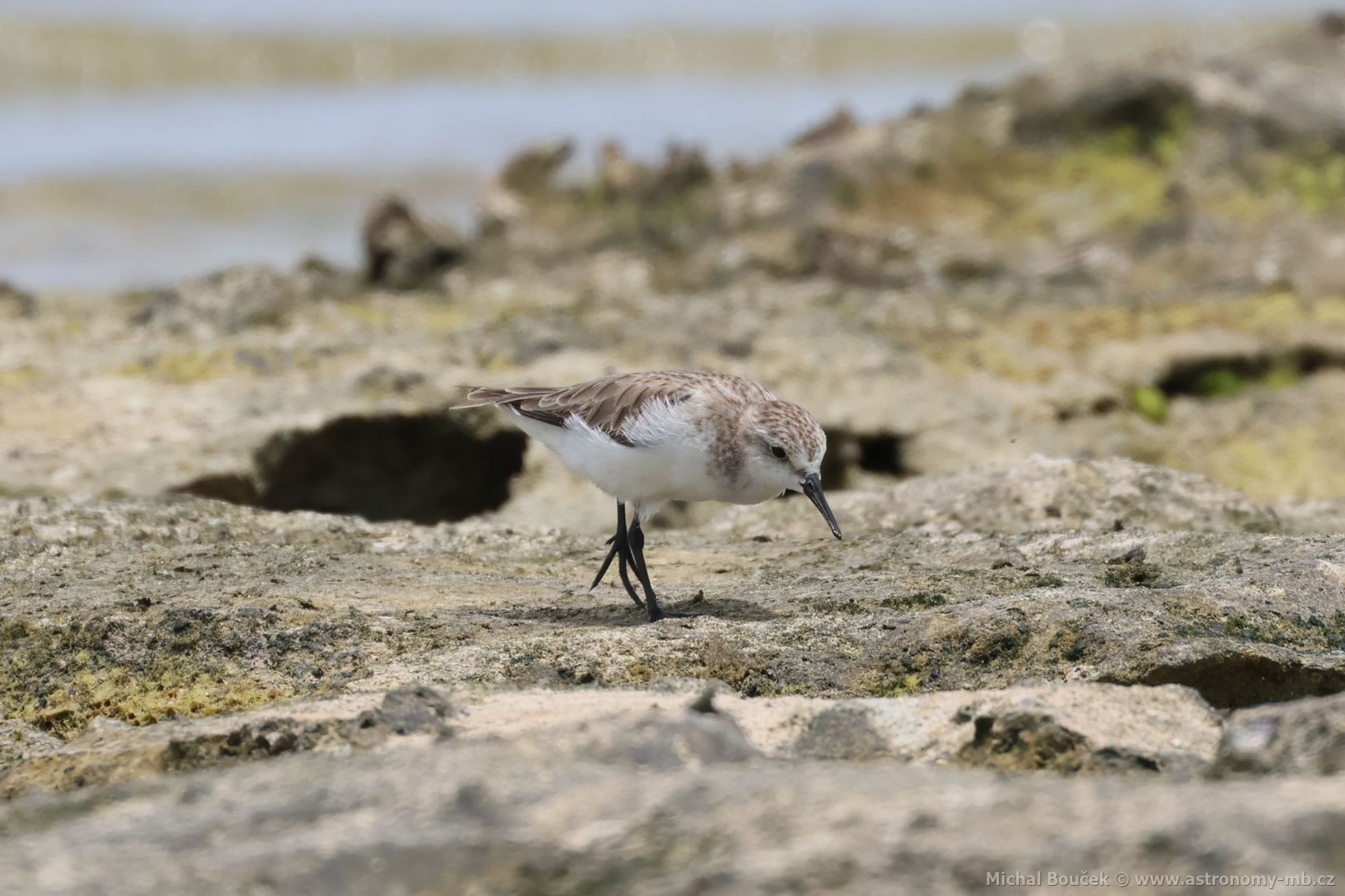 Jespák rudokrký (Calidris ruficollis)