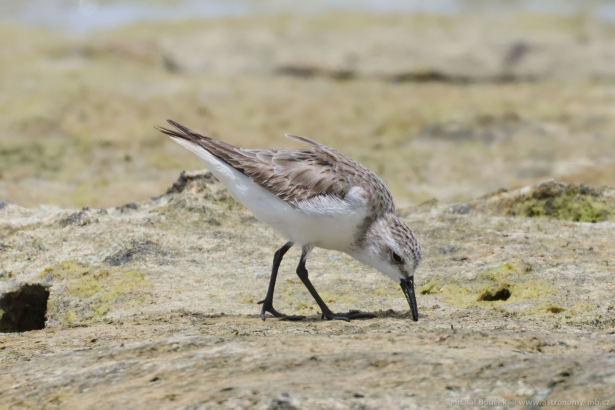 Jespák rudokrký (Calidris ruficollis)