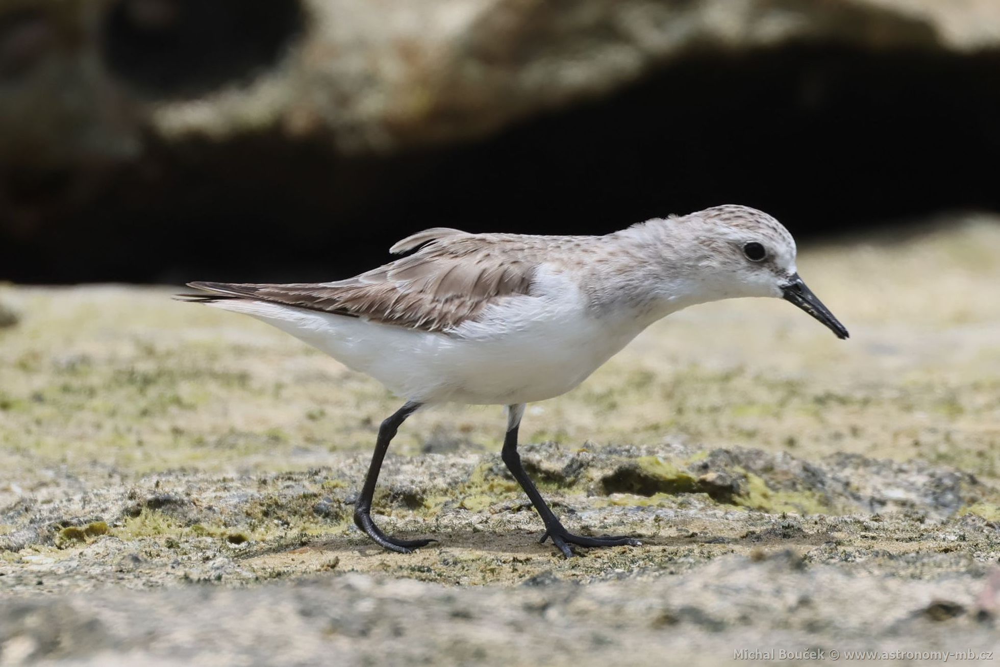 Jespák rudokrký (Calidris ruficollis)