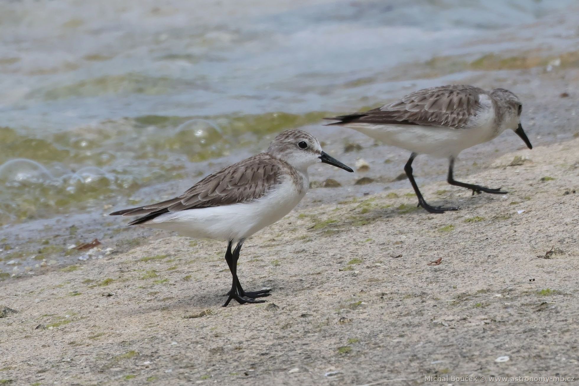 Jespák rudokrký (Calidris ruficollis)