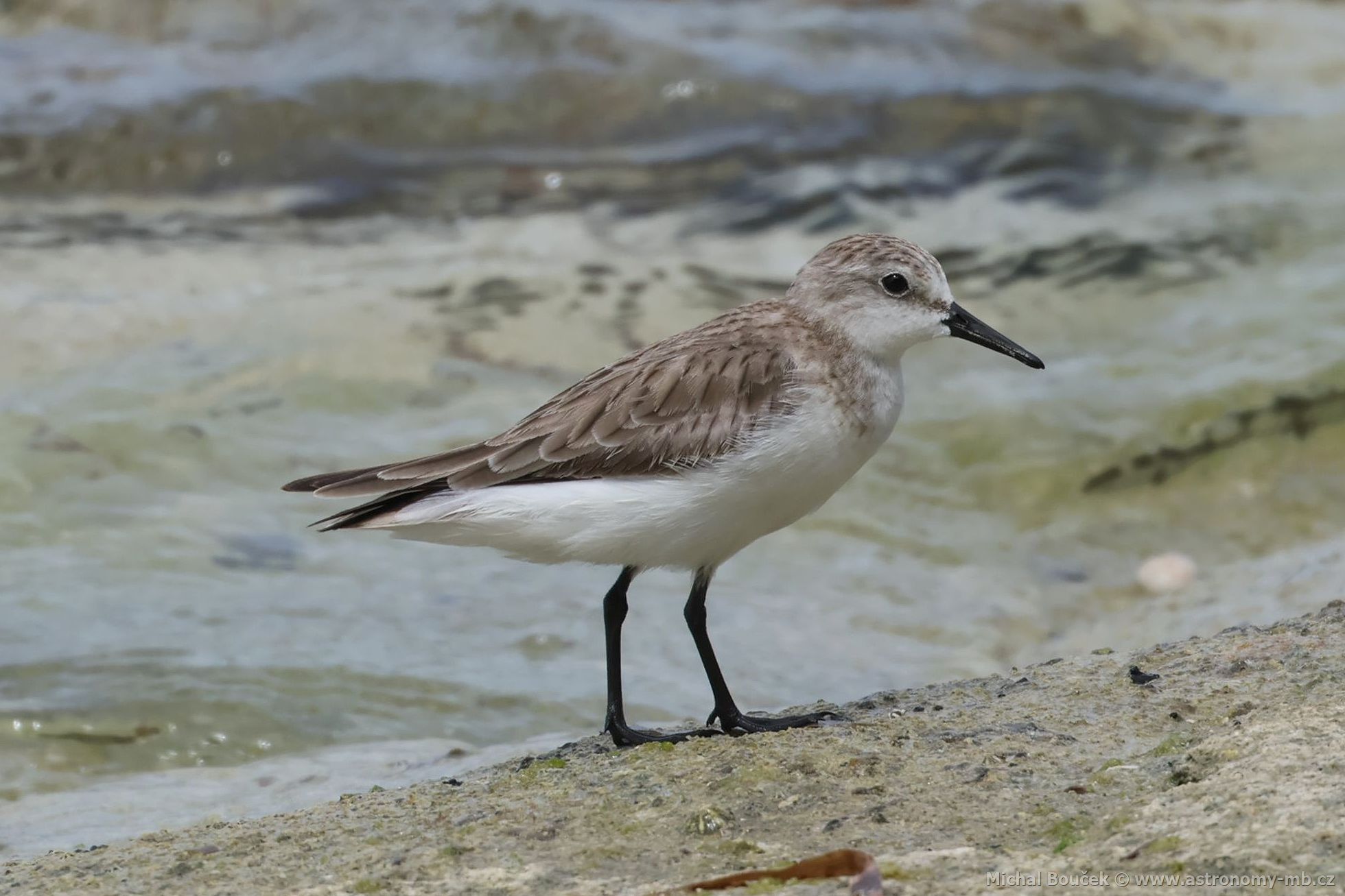 Jespák rudokrký (Calidris ruficollis)