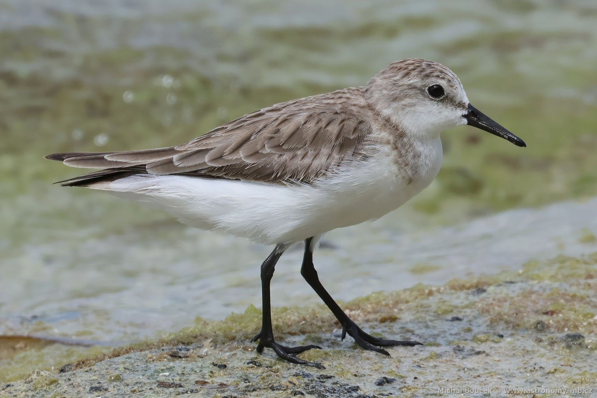 Jespák rudokrký (Calidris ruficollis)