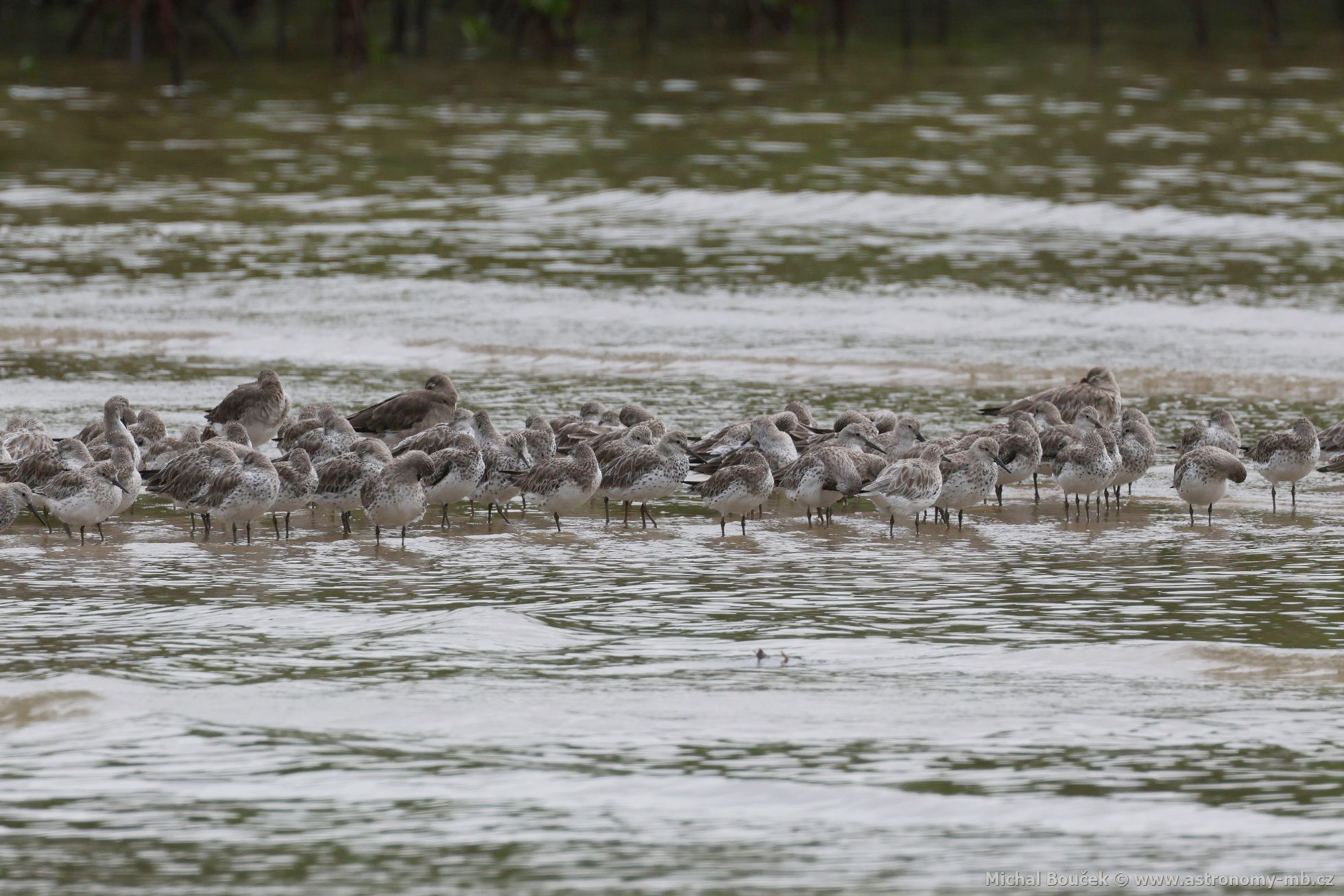 Jespák velký (Calidris tenuirostris)