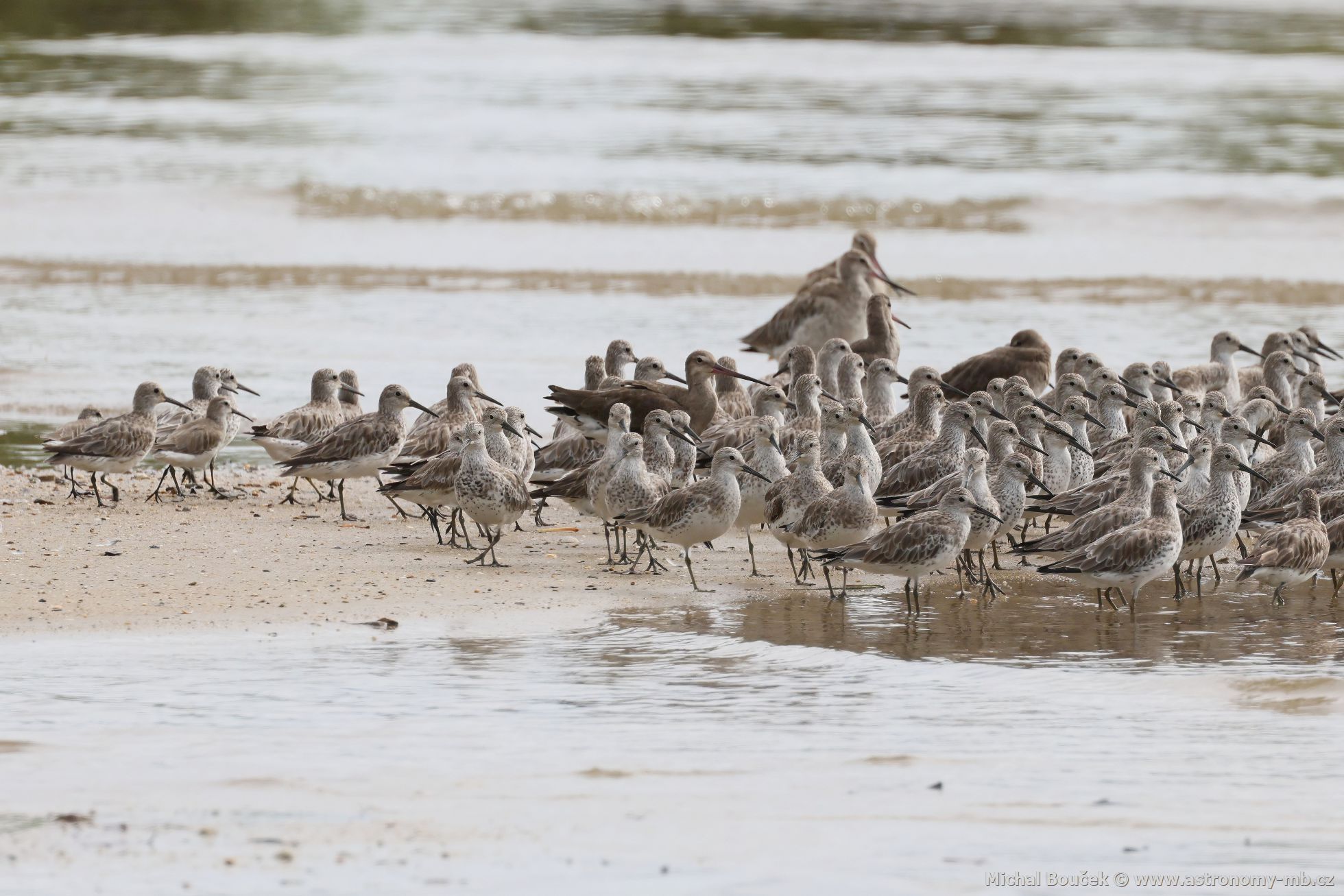 Jespák velký (Calidris tenuirostris)