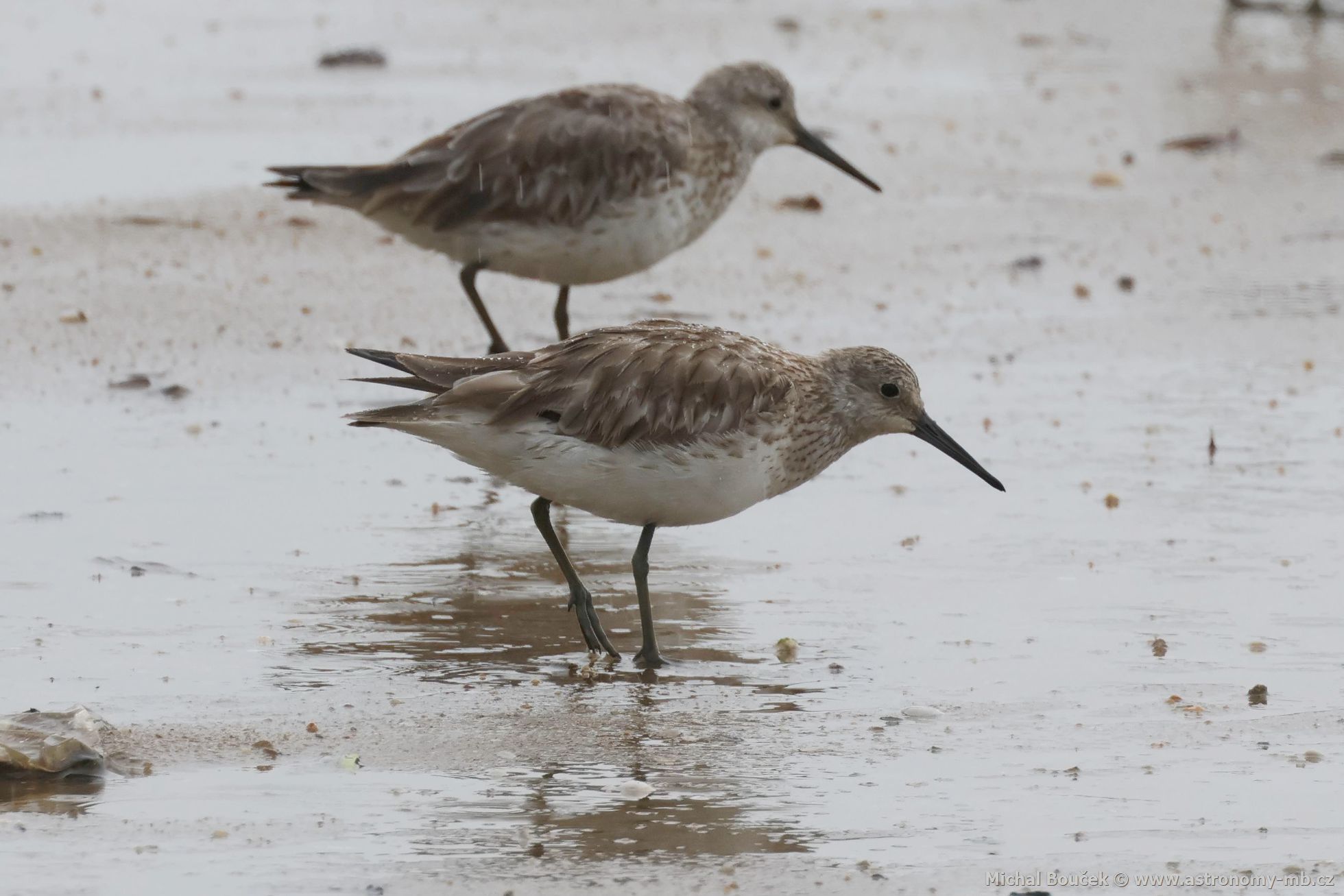 Jespák velký (Calidris tenuirostris)