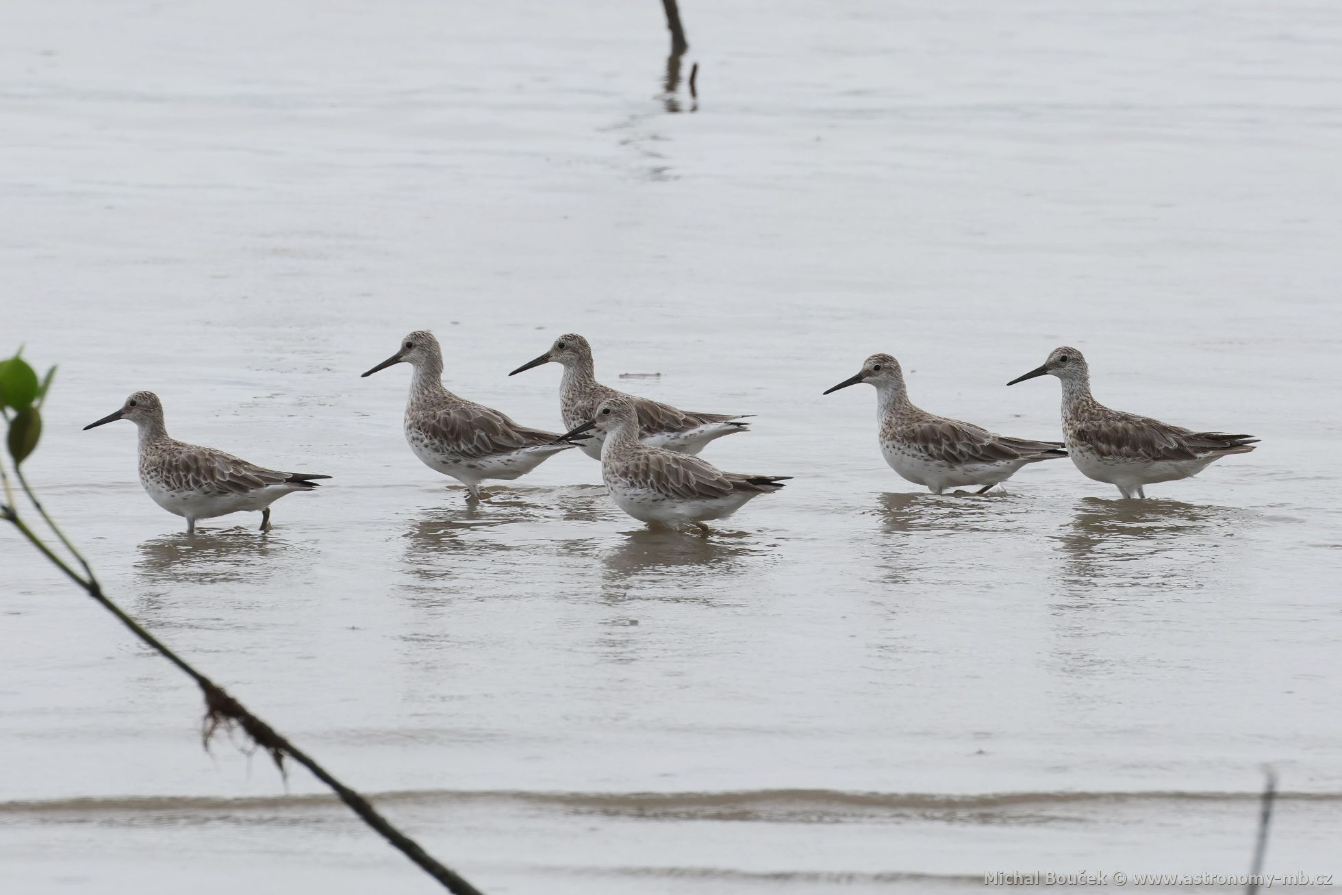 Jespák velký (Calidris tenuirostris)