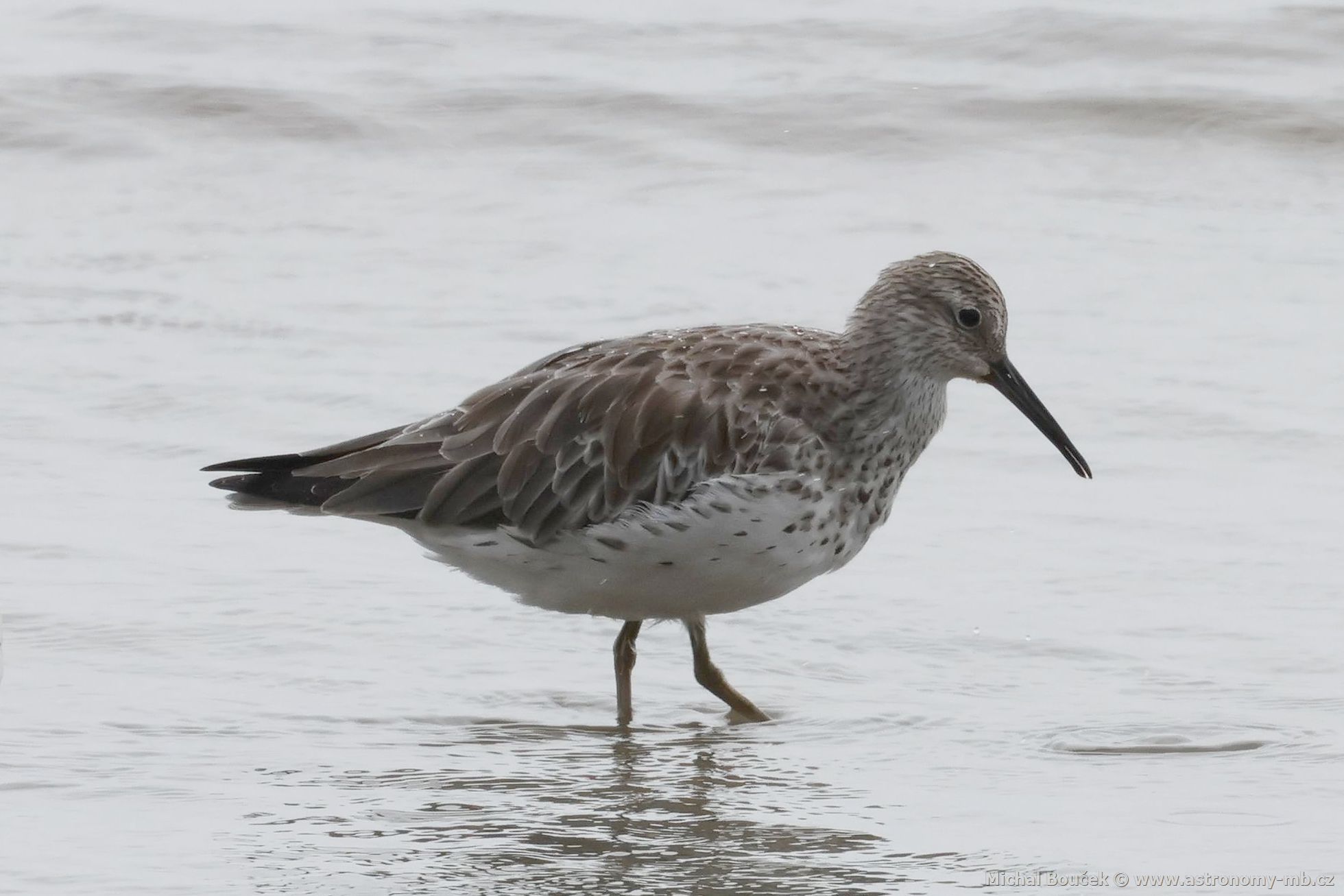 Jespák velký (Calidris tenuirostris)