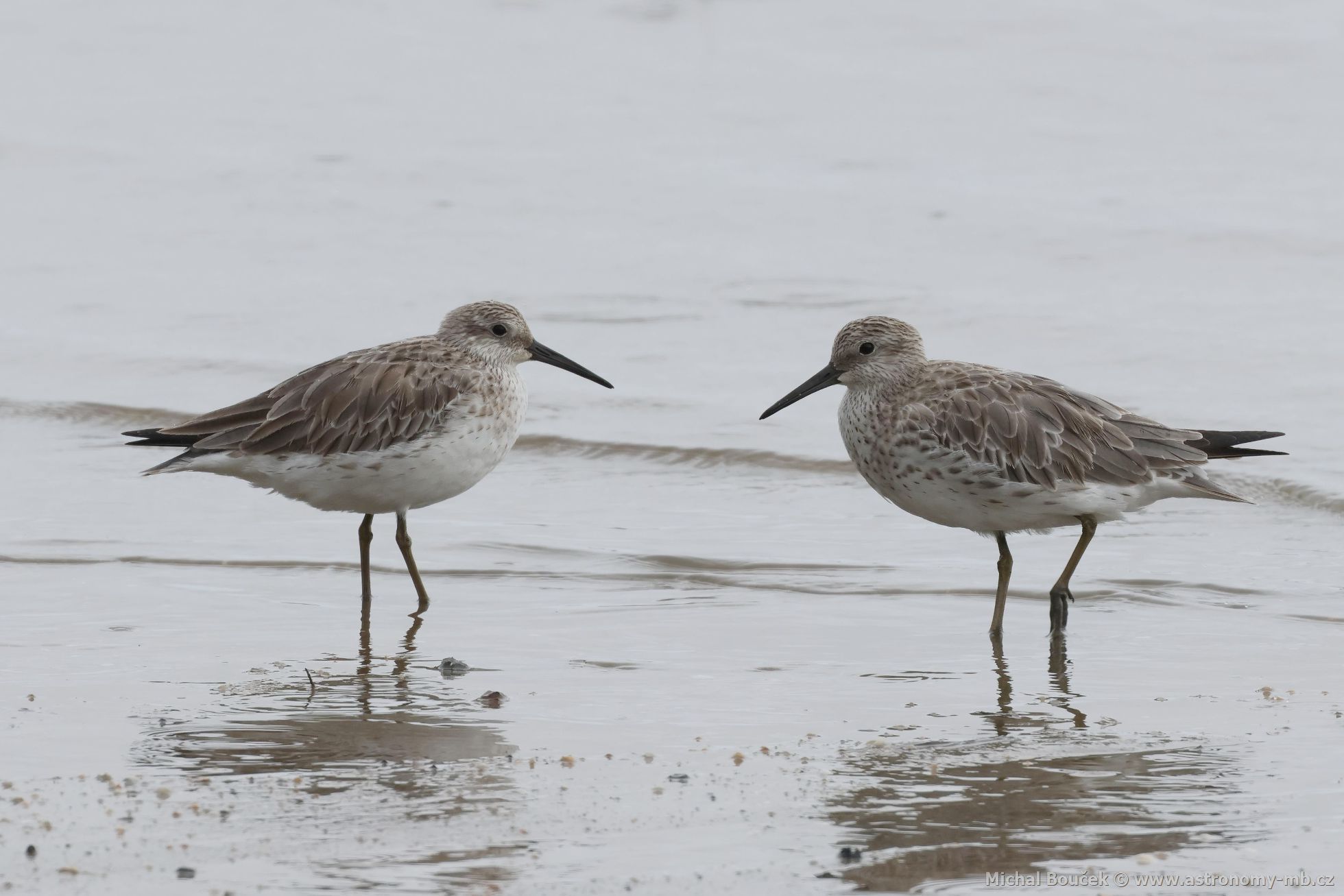 Jespák velký (Calidris tenuirostris)