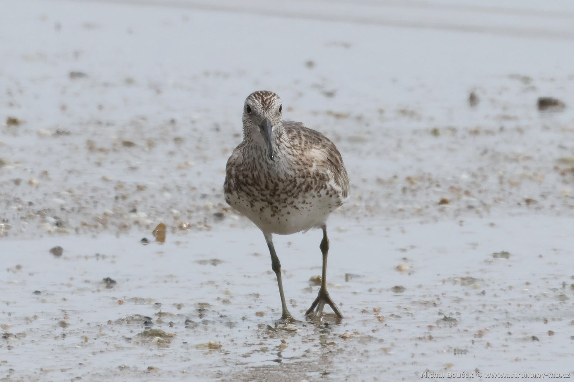 Jespák velký (Calidris tenuirostris)
