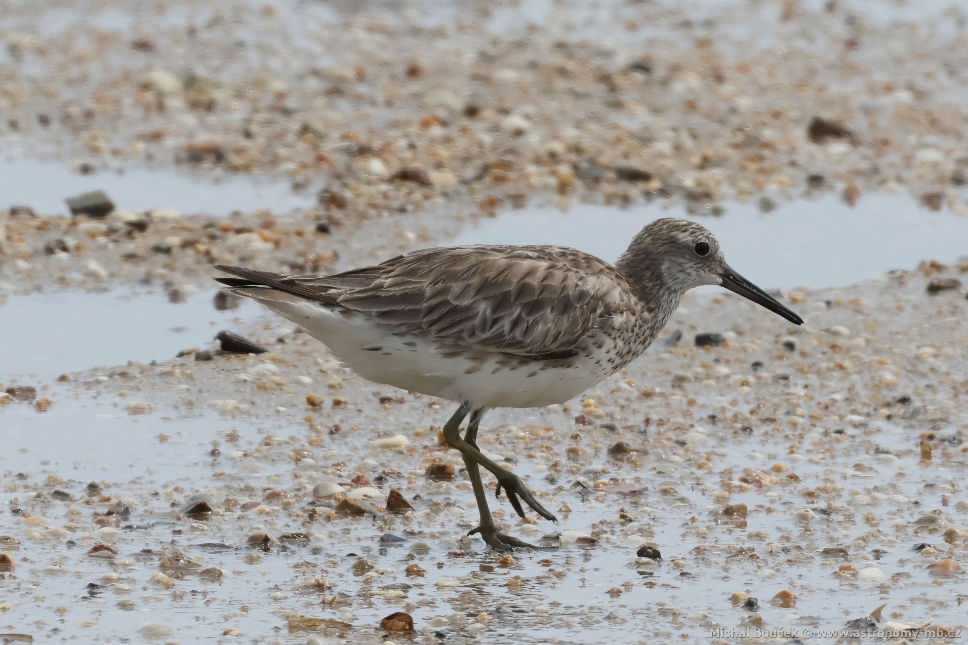 Jespák velký (Calidris tenuirostris)