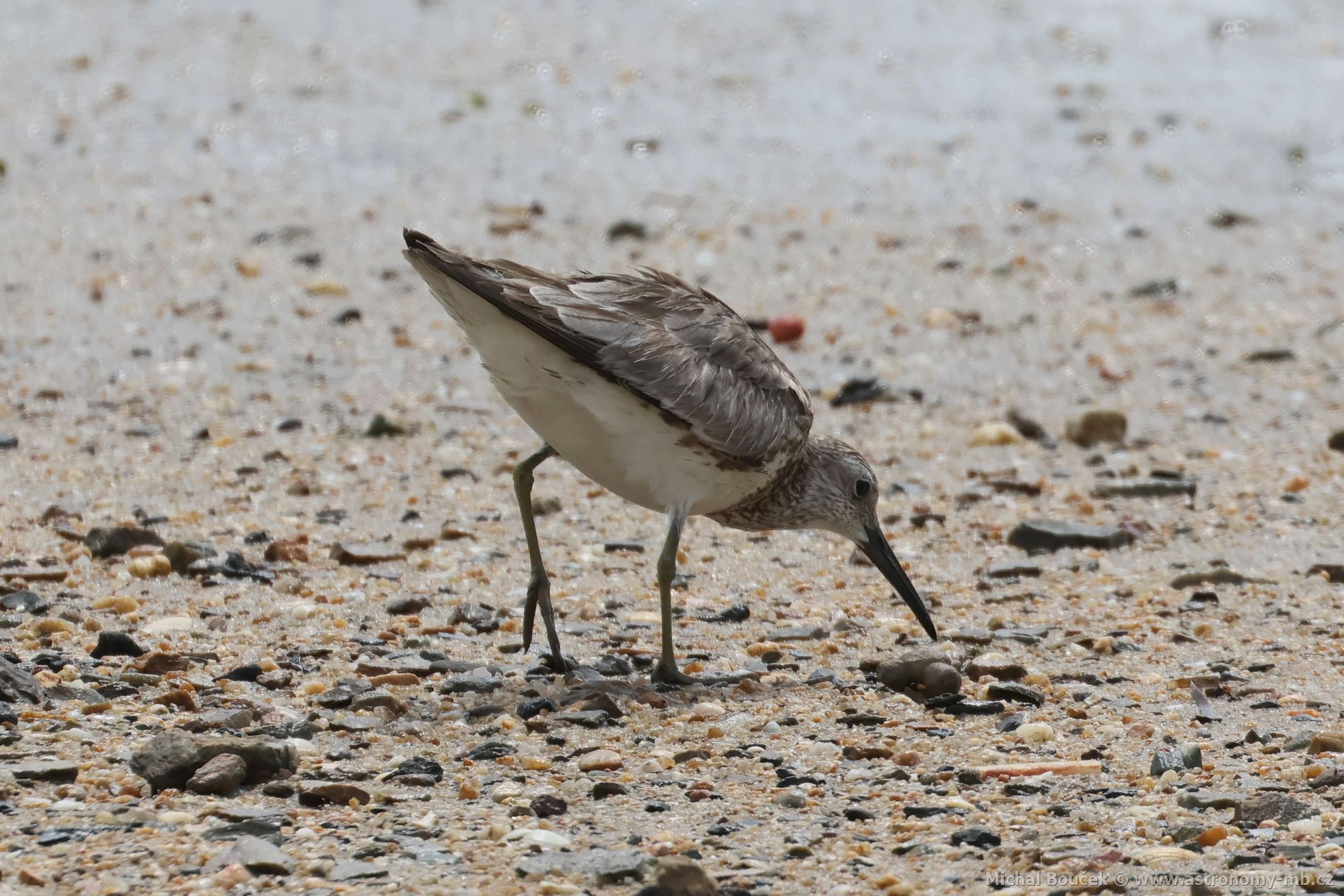 Jespák velký (Calidris tenuirostris)