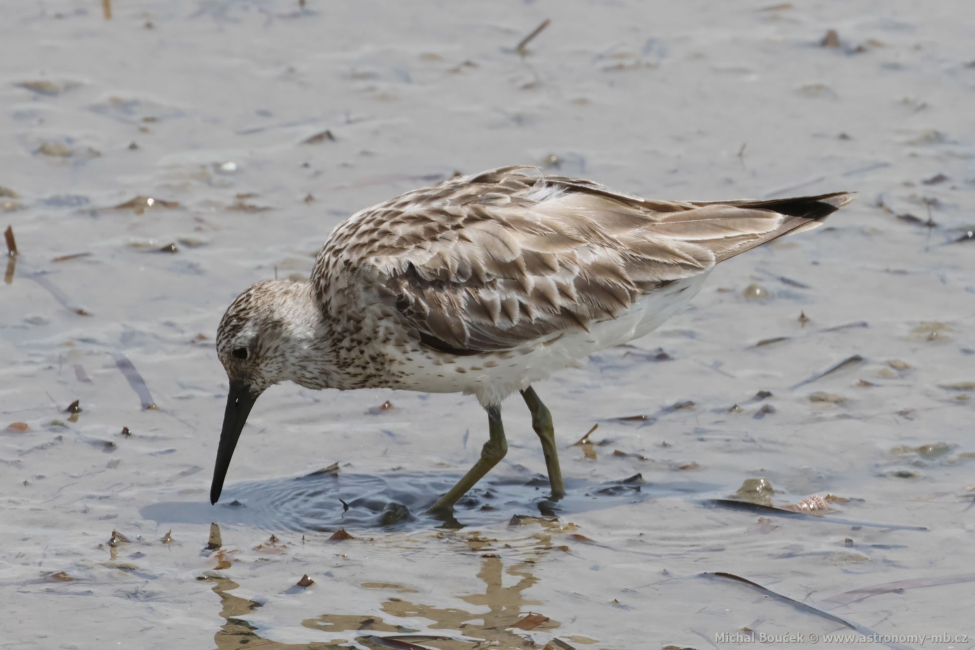 Jespák velký (Calidris tenuirostris)