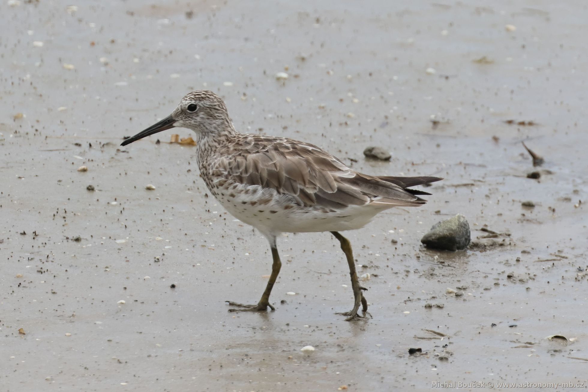 Jespák velký (Calidris tenuirostris)