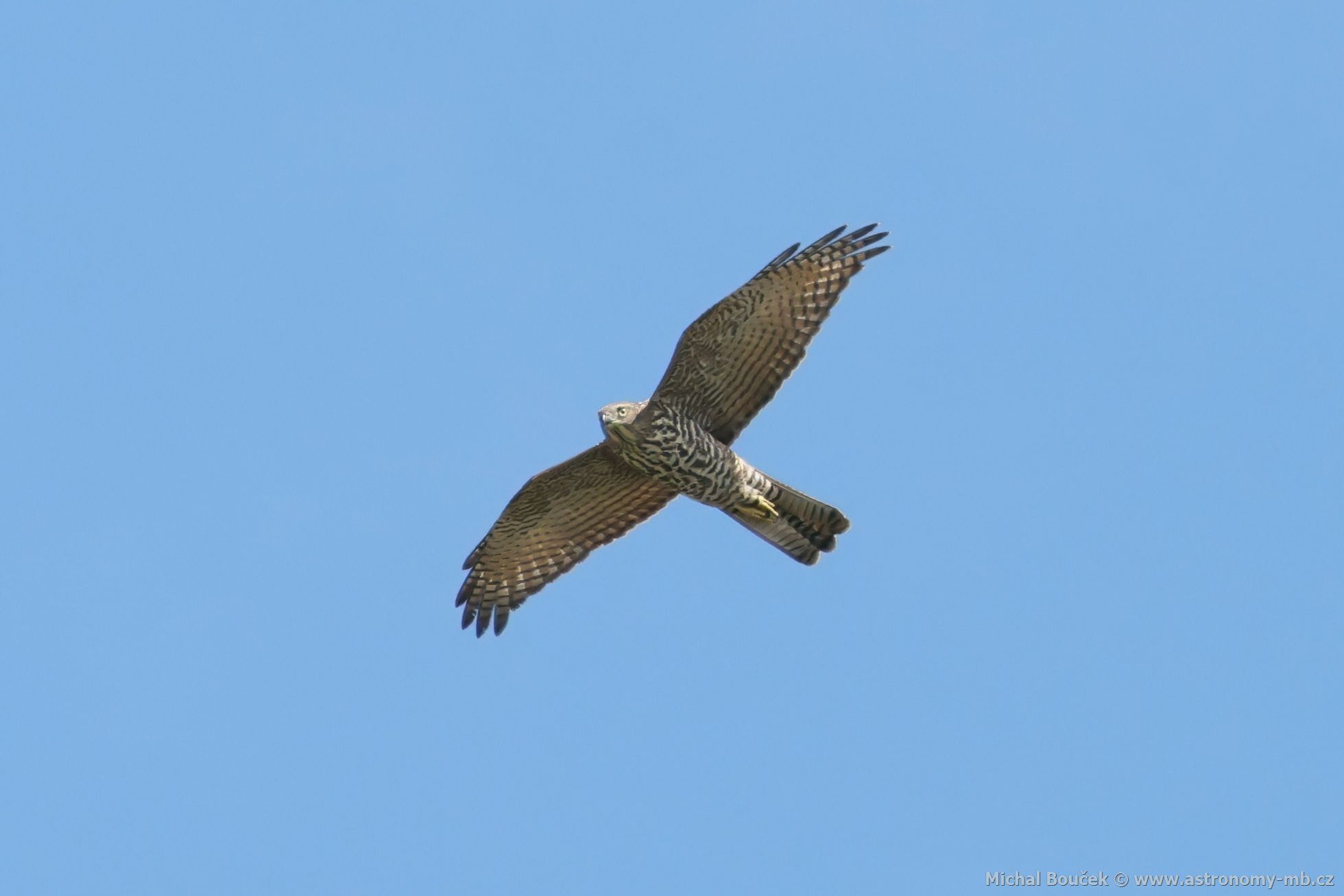 Jestáb australský (Accipiter fasciatus)