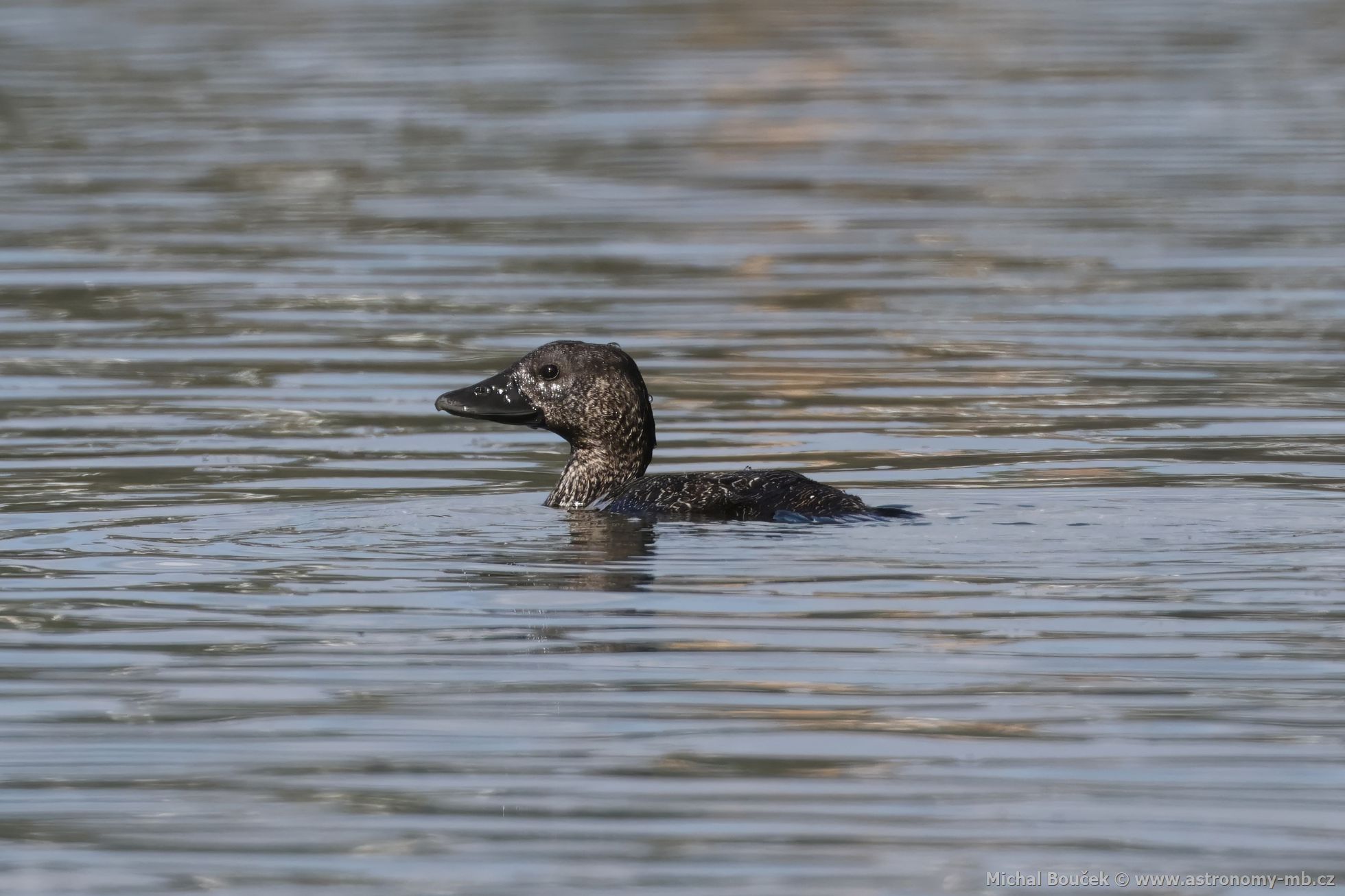 Kachnice lalonatá (Biziura lobata)