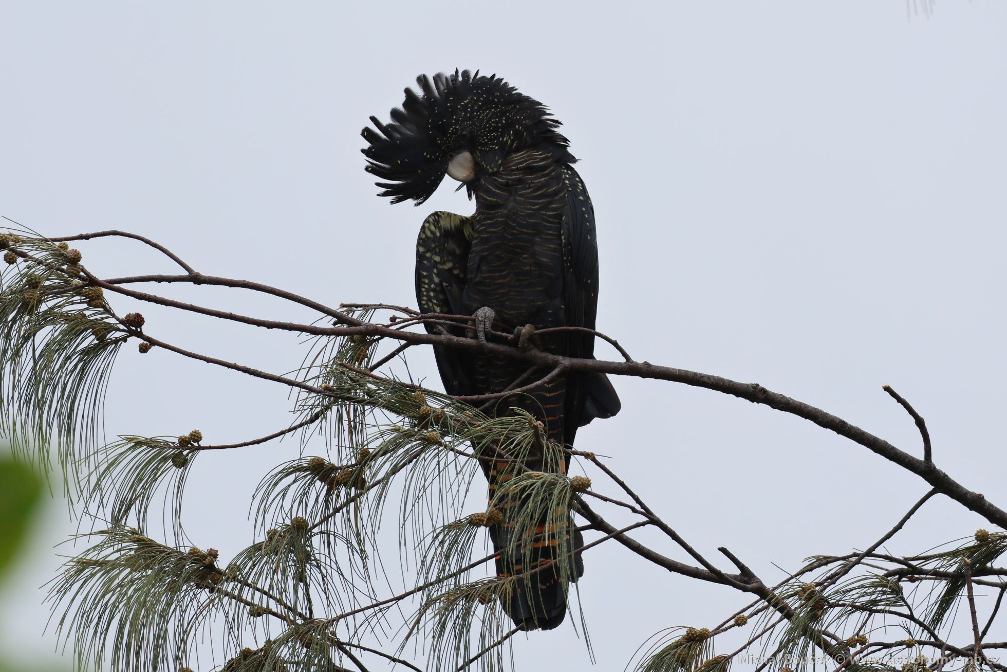Kakadu havraní (Aix galericulata)