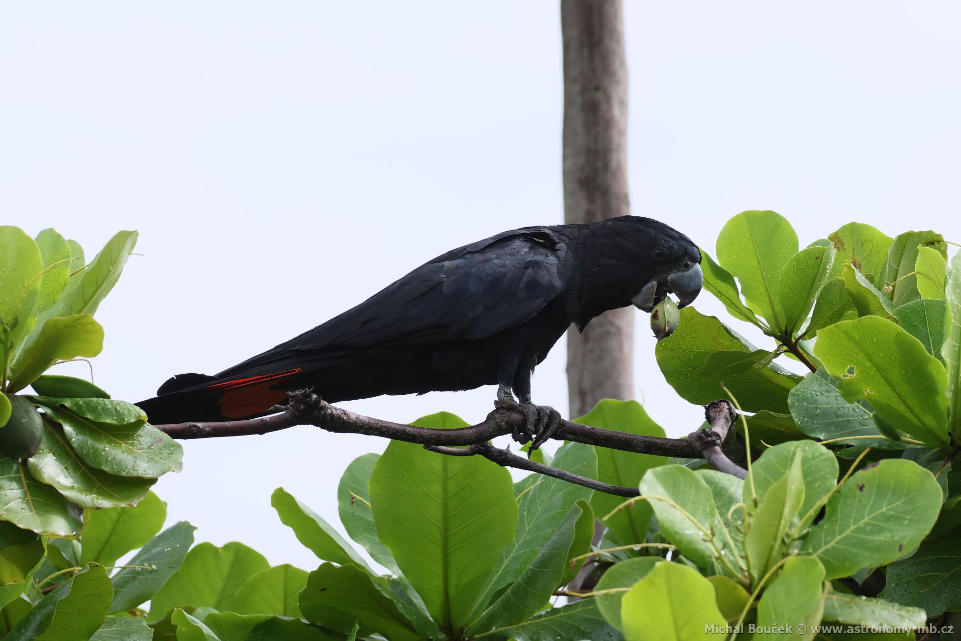 Kakadu havraní (Aix galericulata)