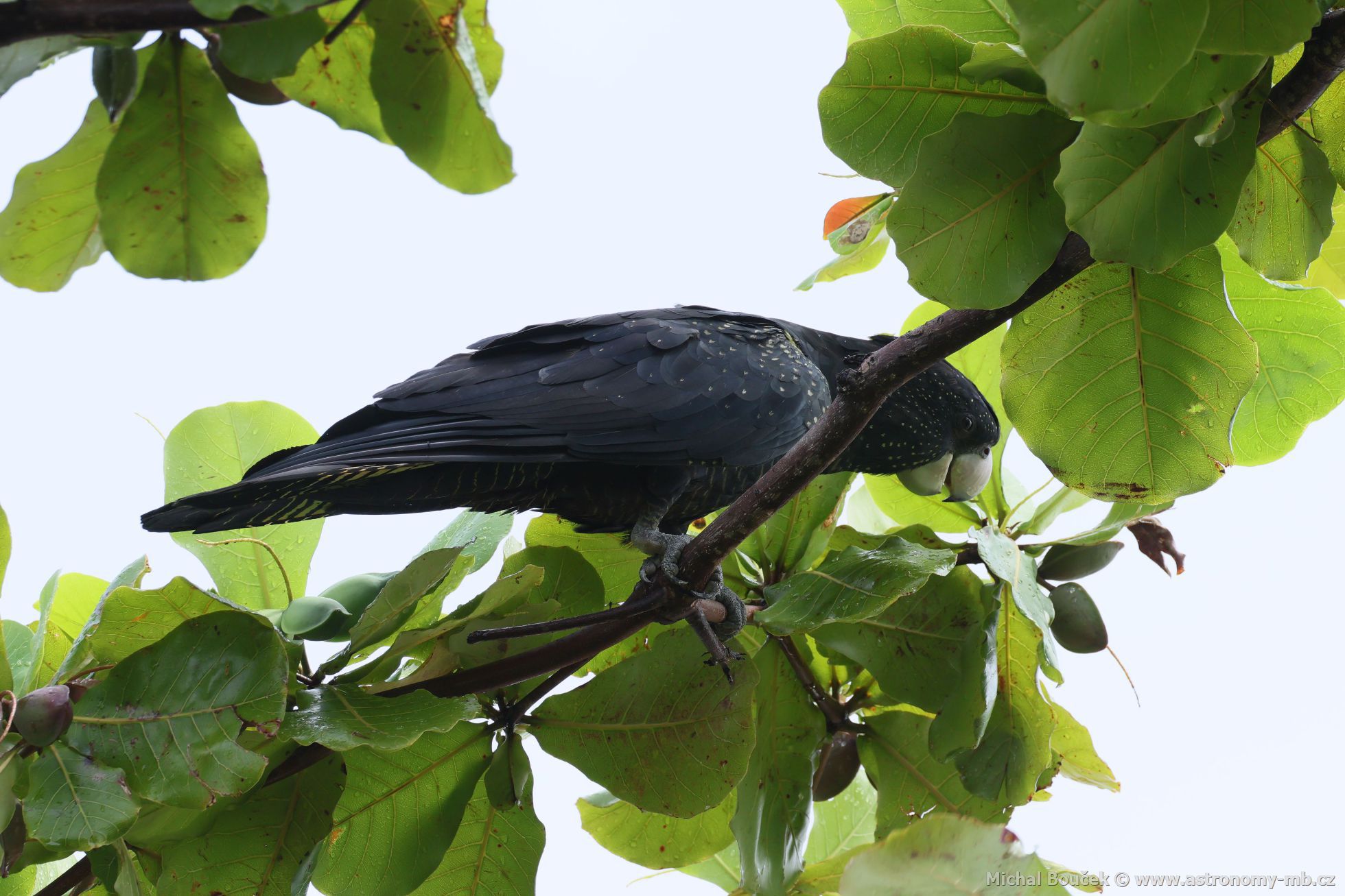 Kakadu havraní (Aix galericulata)