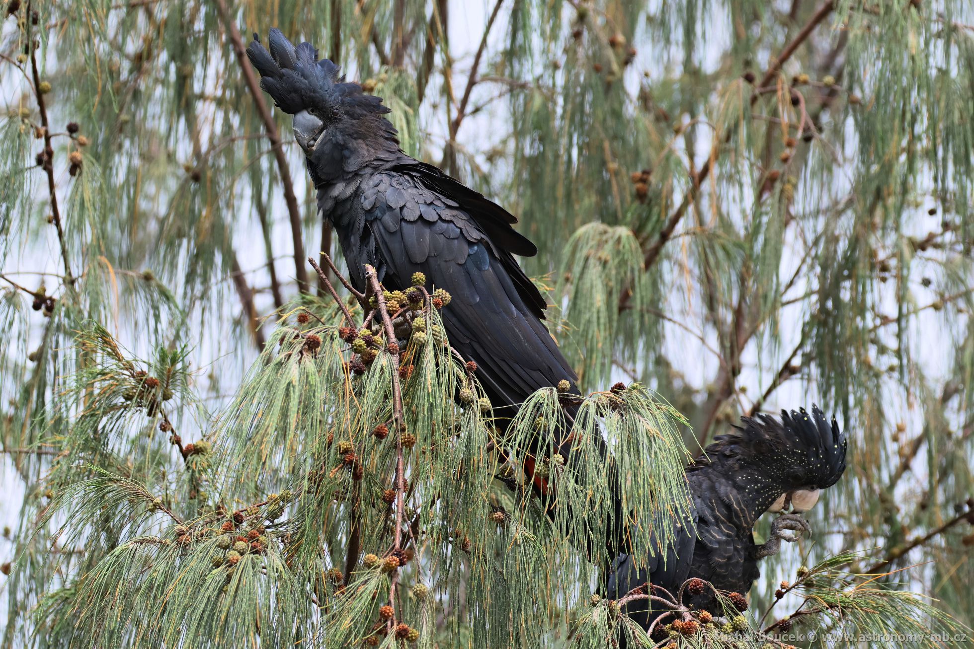 Kakadu havraní (Aix galericulata)