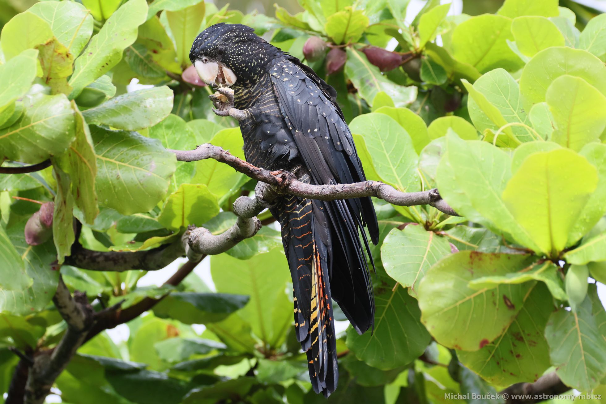 Kakadu havraní (Aix galericulata)