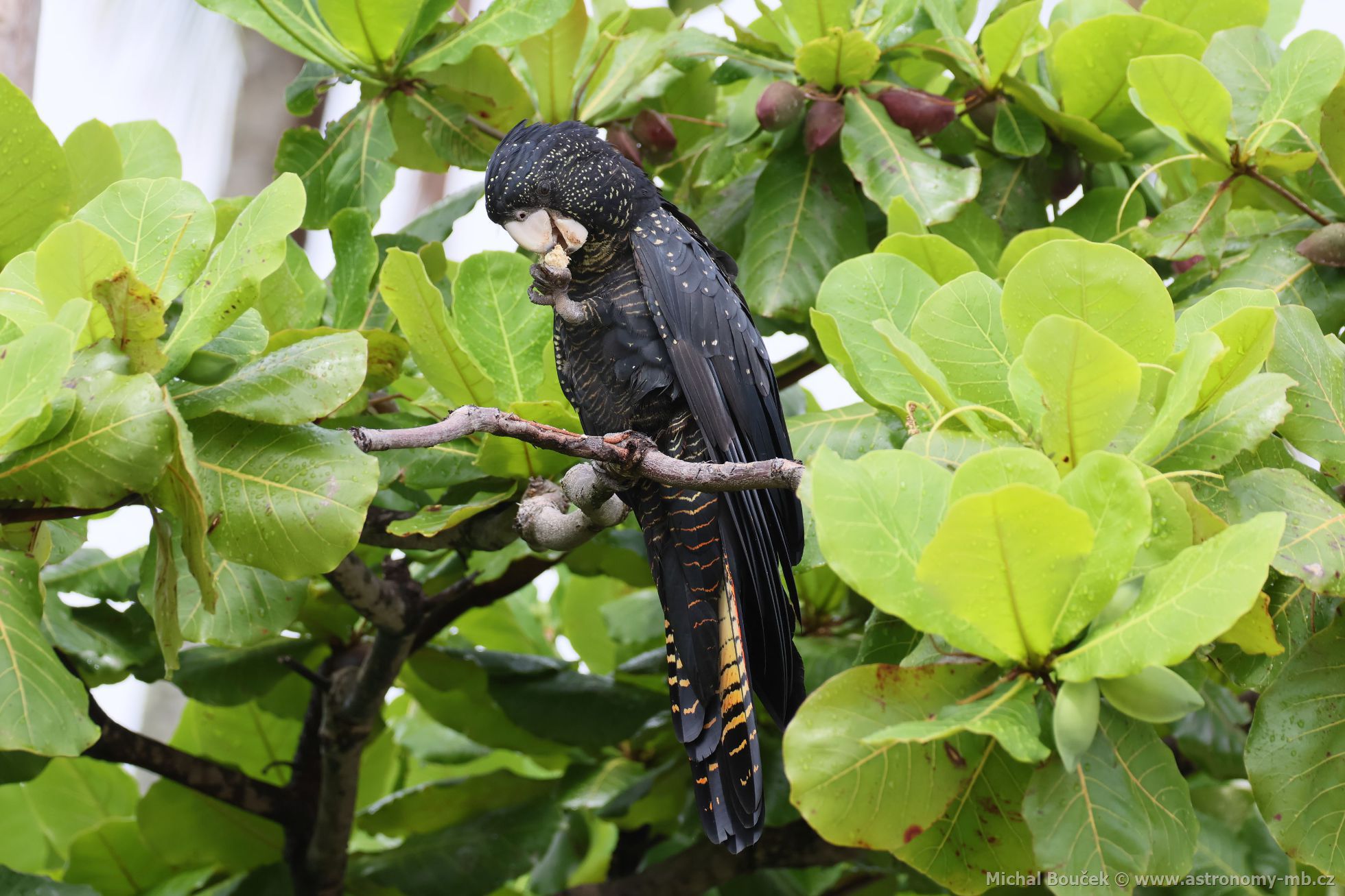 Kakadu havraní (Aix galericulata)