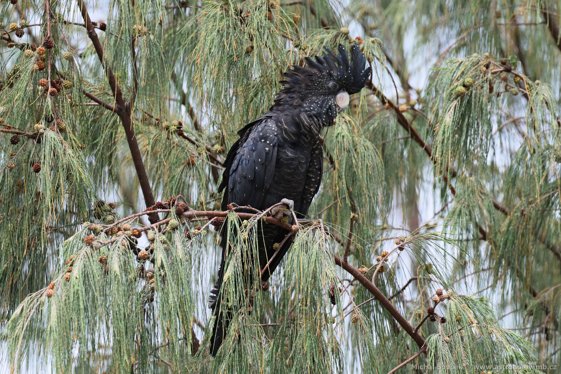 Kakadu havraní (Aix galericulata)
