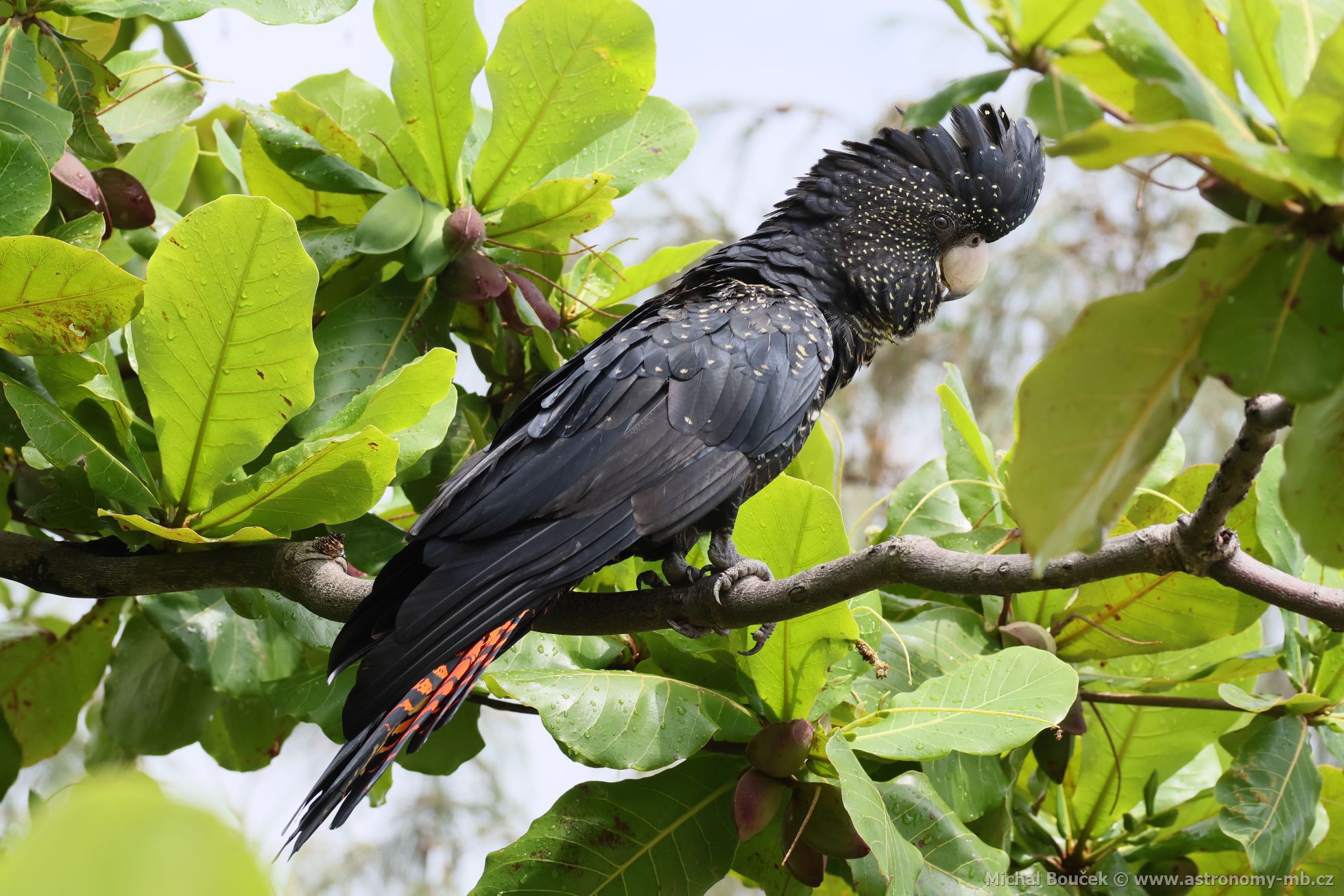 Kakadu havraní (Aix galericulata)