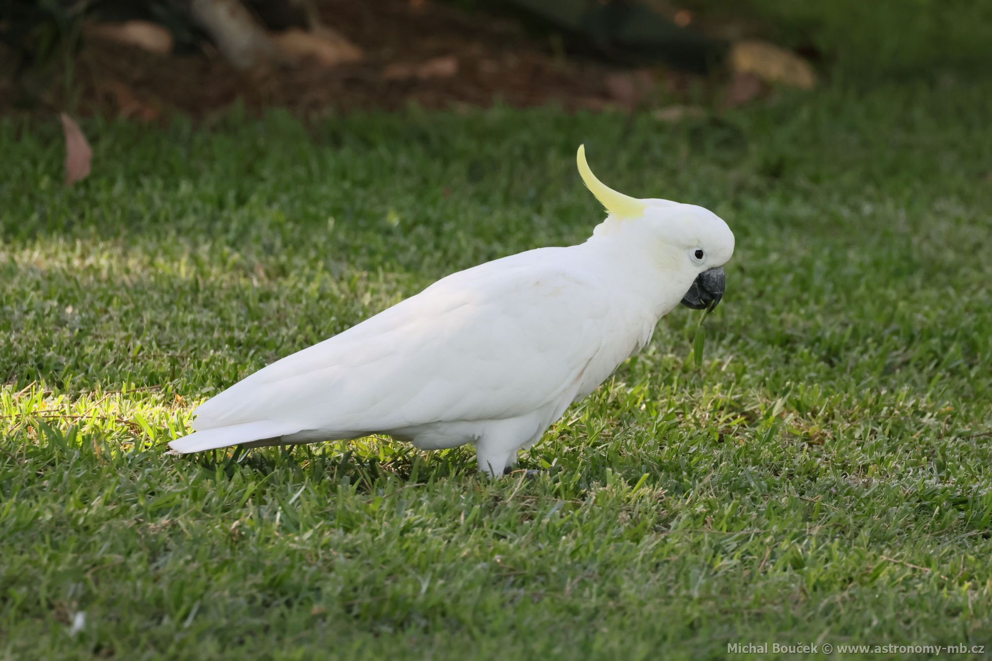 Kakadu lutoelatý (Cacatua galerita)
