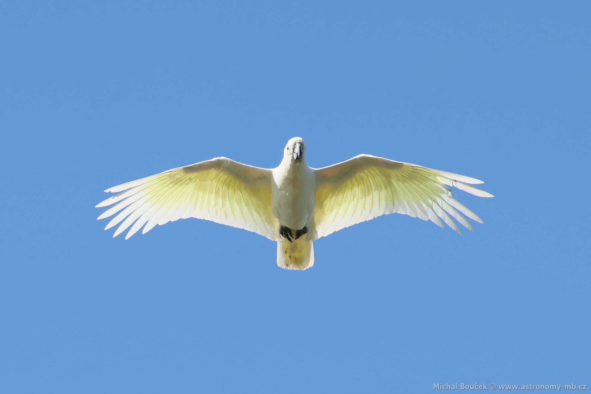 Kakadu lutoelatý (Cacatua galerita)