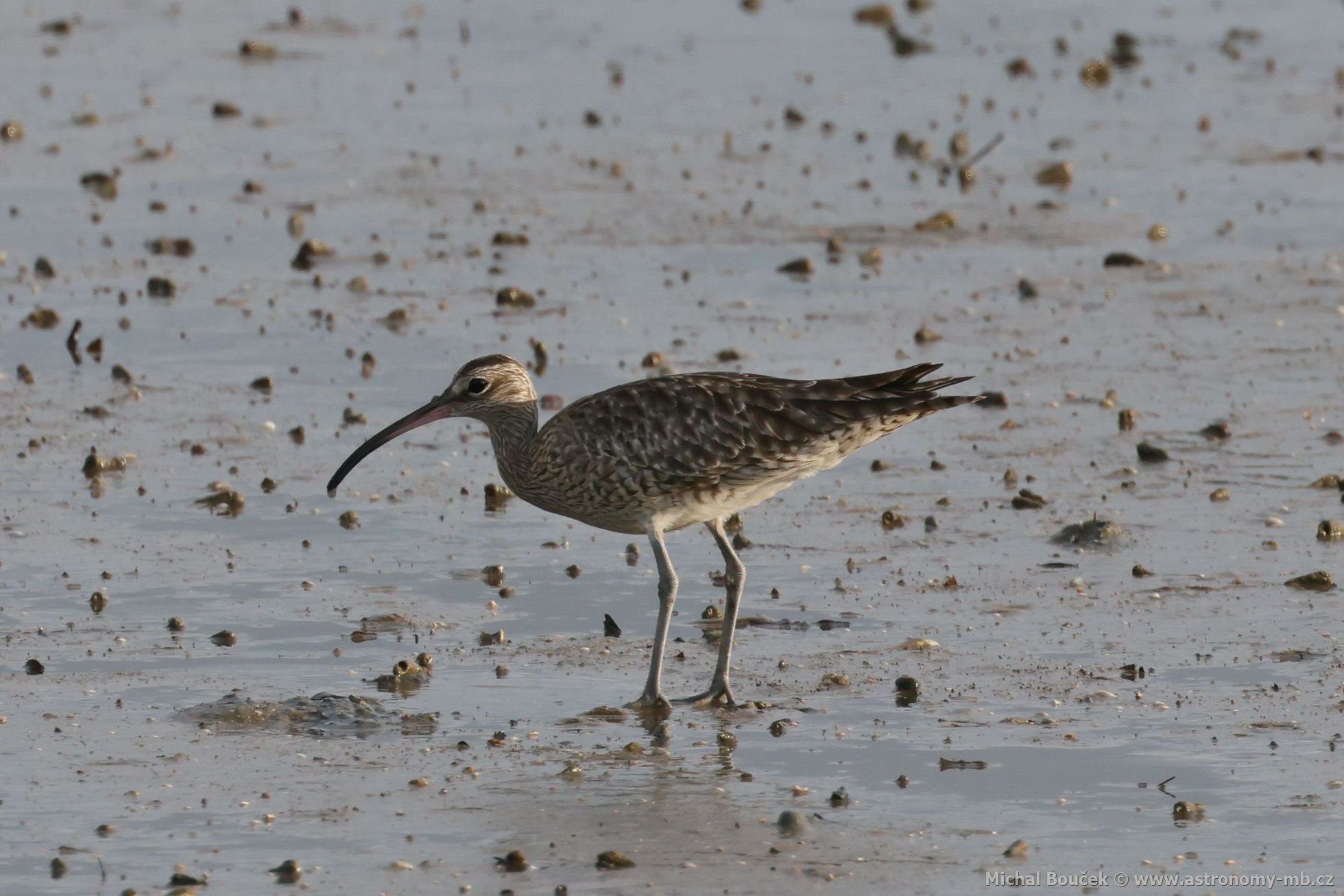 Koliha malá (Numenius phaeopus)
