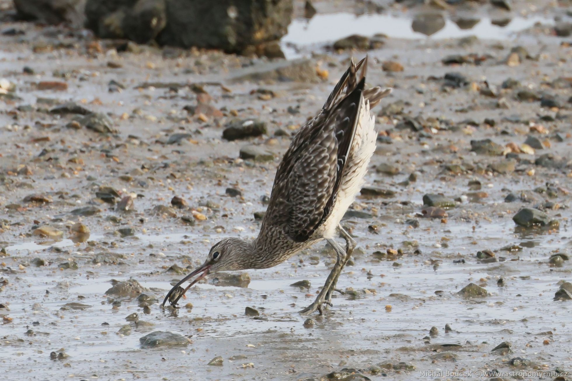 Koliha malá (Numenius phaeopus)