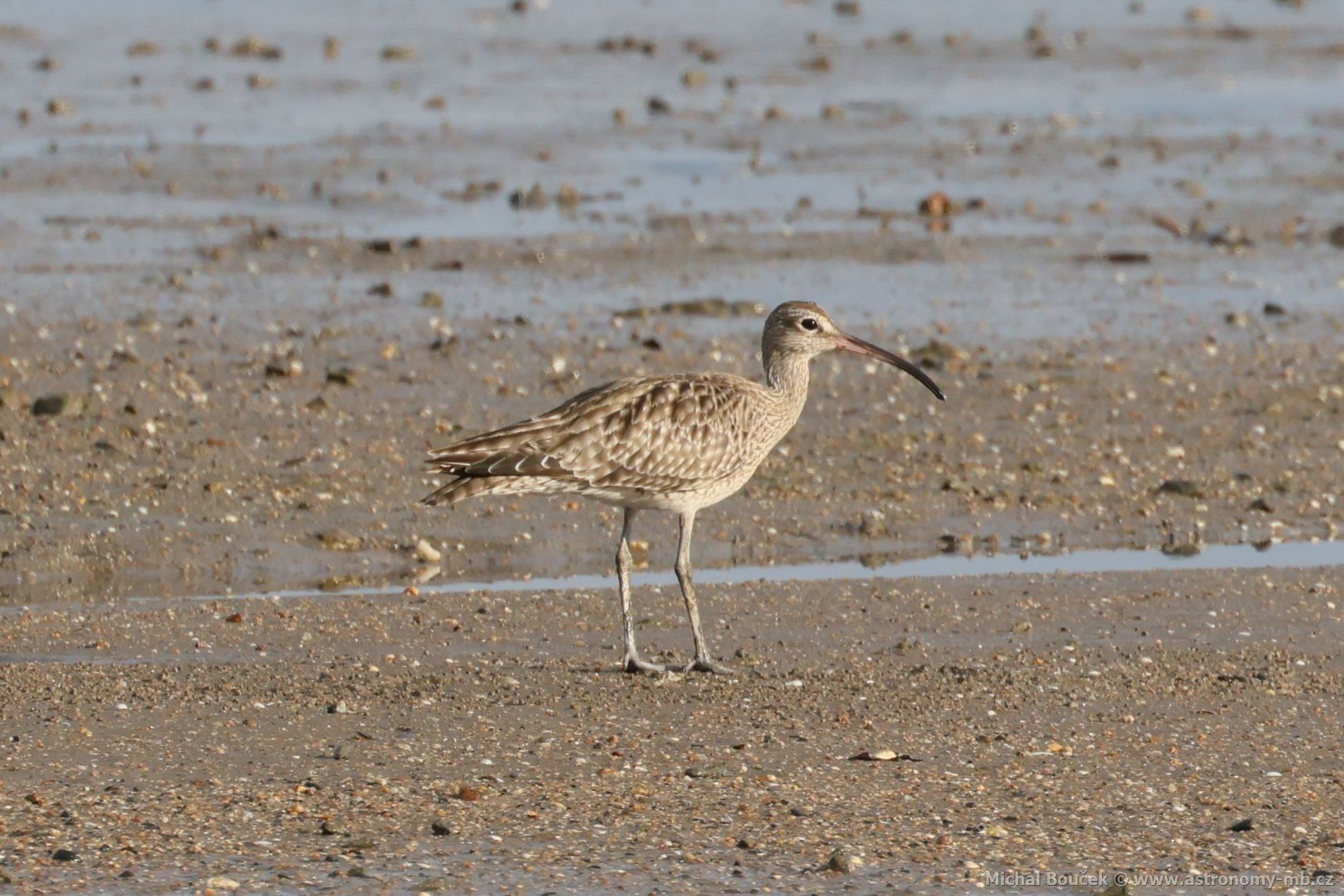Koliha malá (Numenius phaeopus)