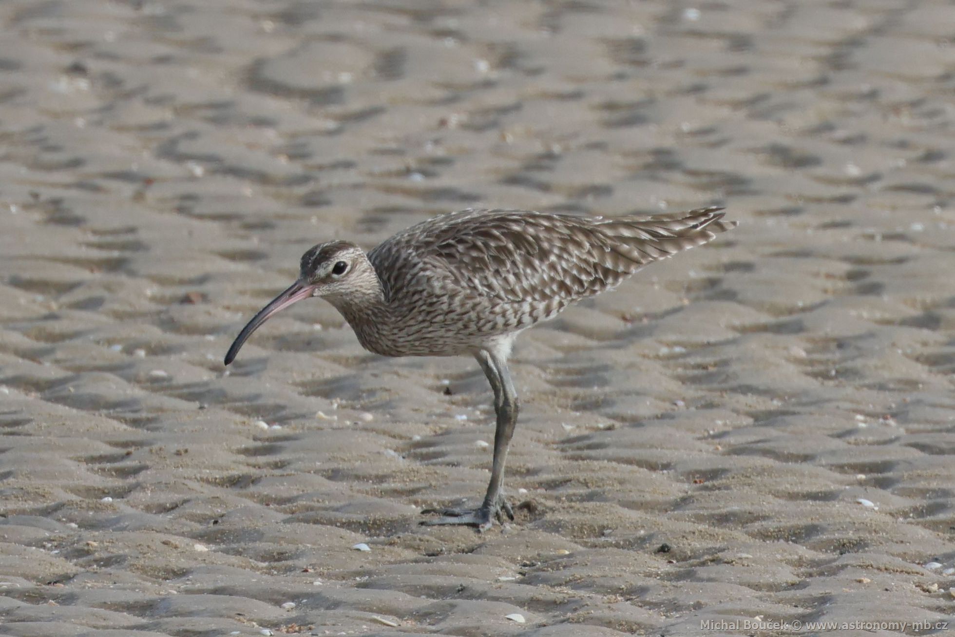 Koliha malá (Numenius phaeopus)