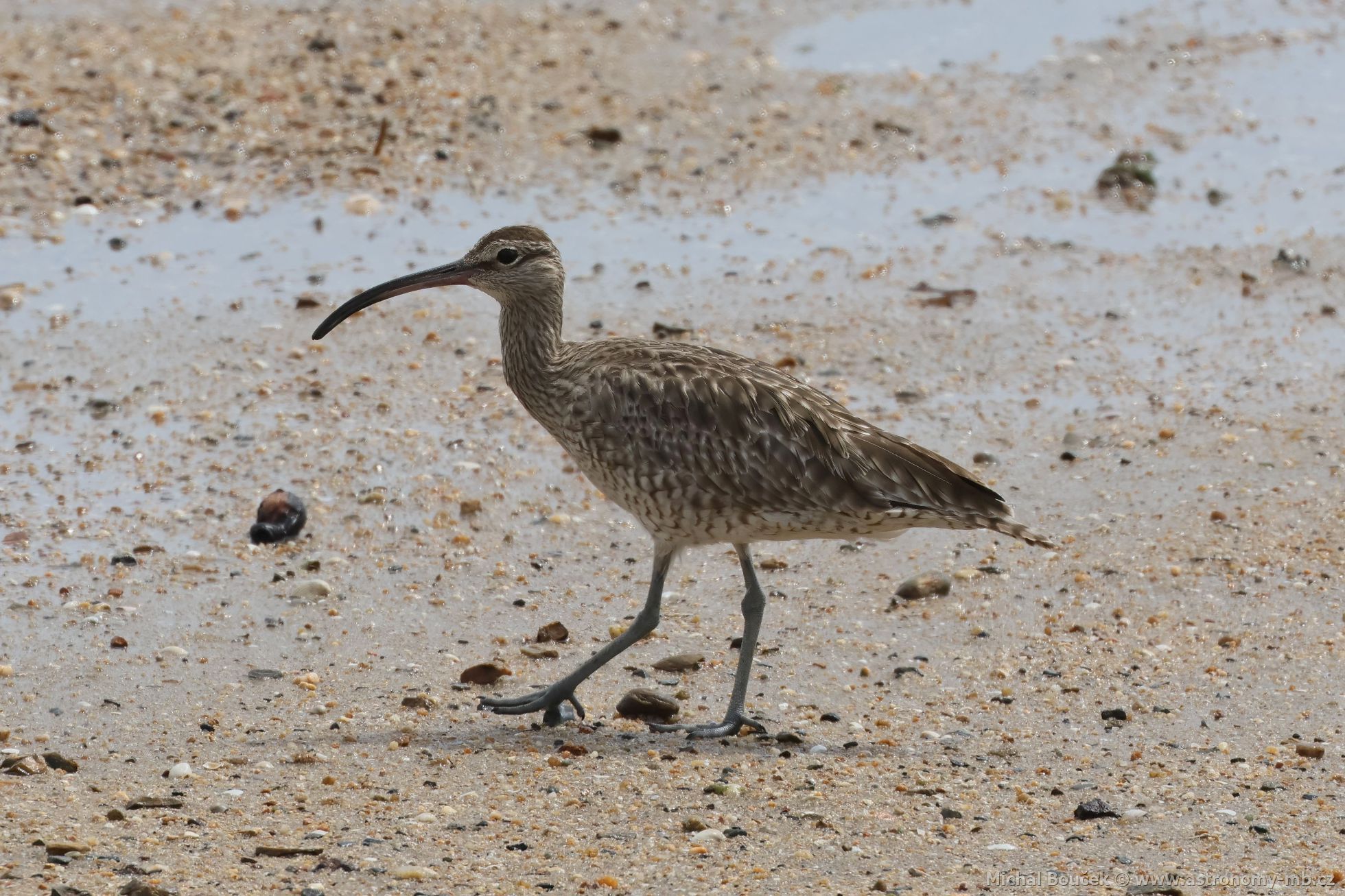Koliha malá (Numenius phaeopus)