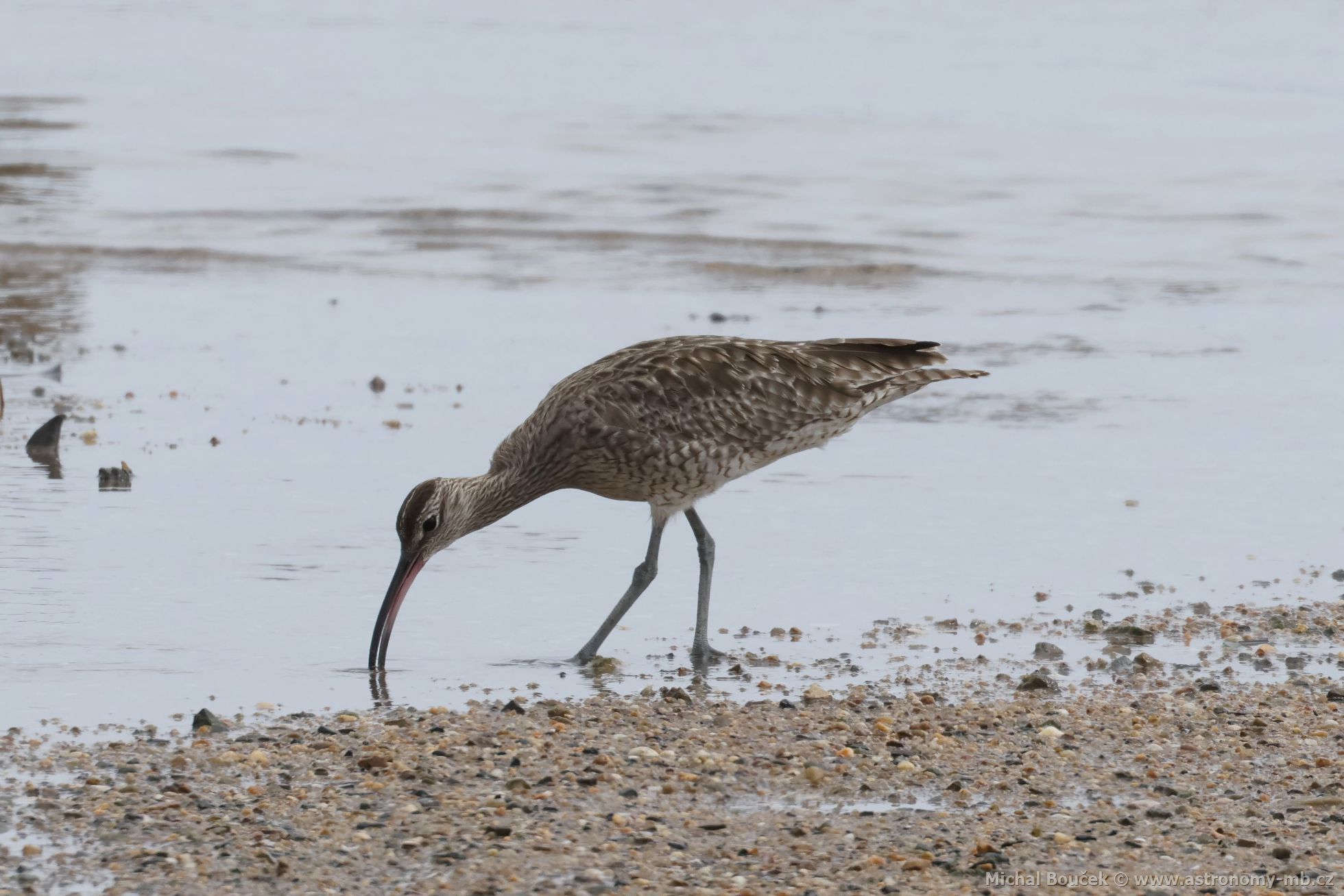 Koliha malá (Numenius phaeopus)