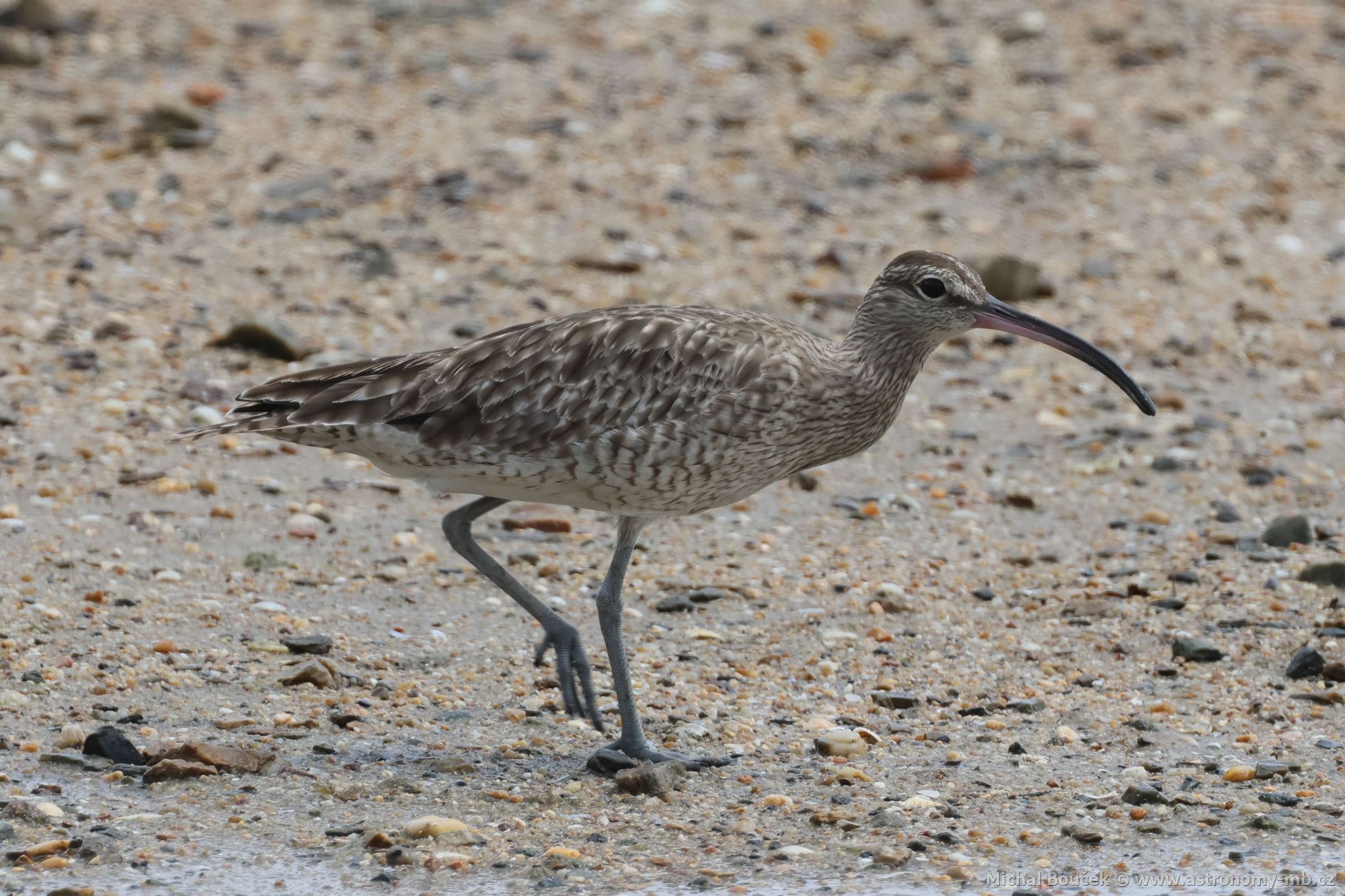 Koliha malá (Numenius phaeopus)