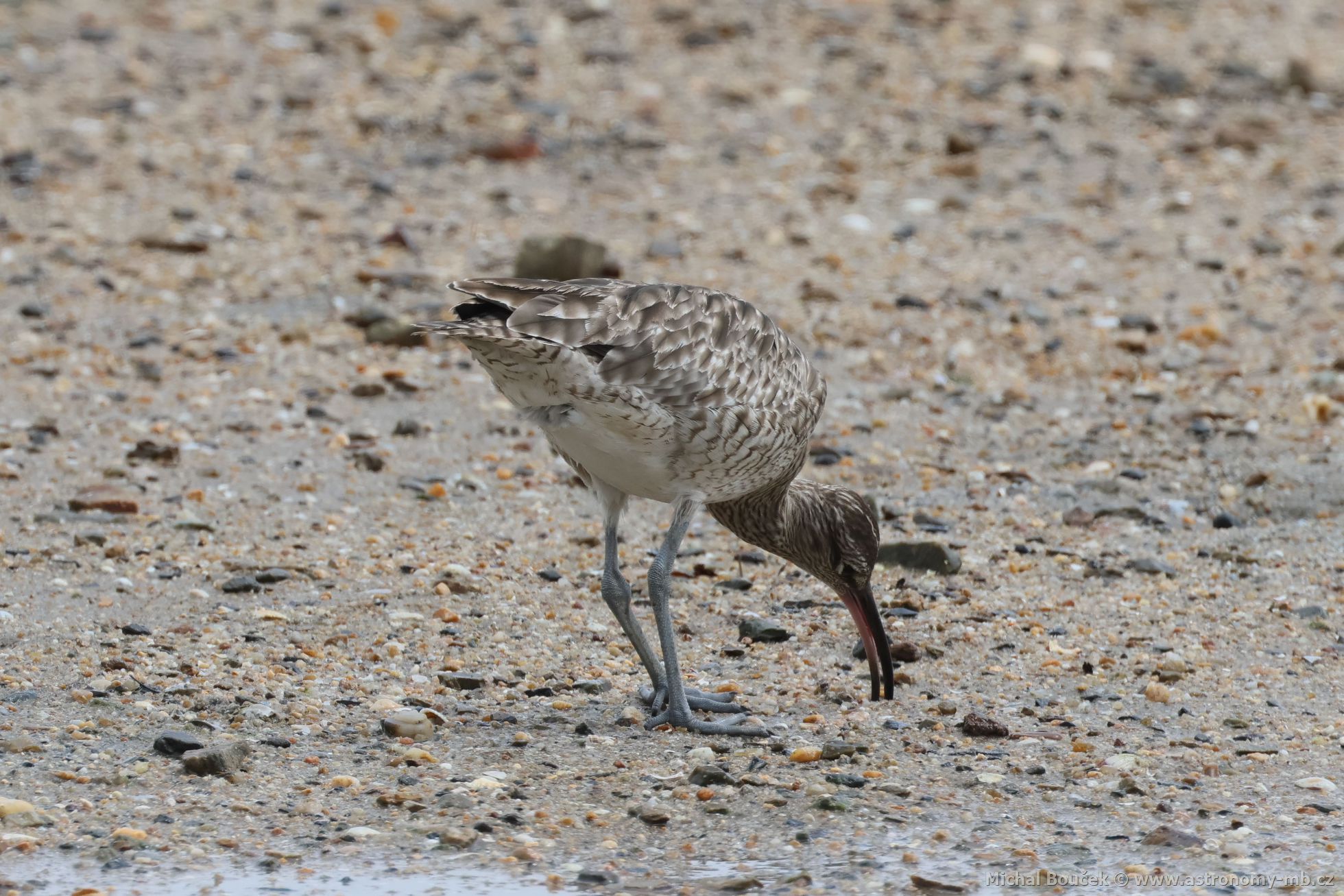 Koliha malá (Numenius phaeopus)