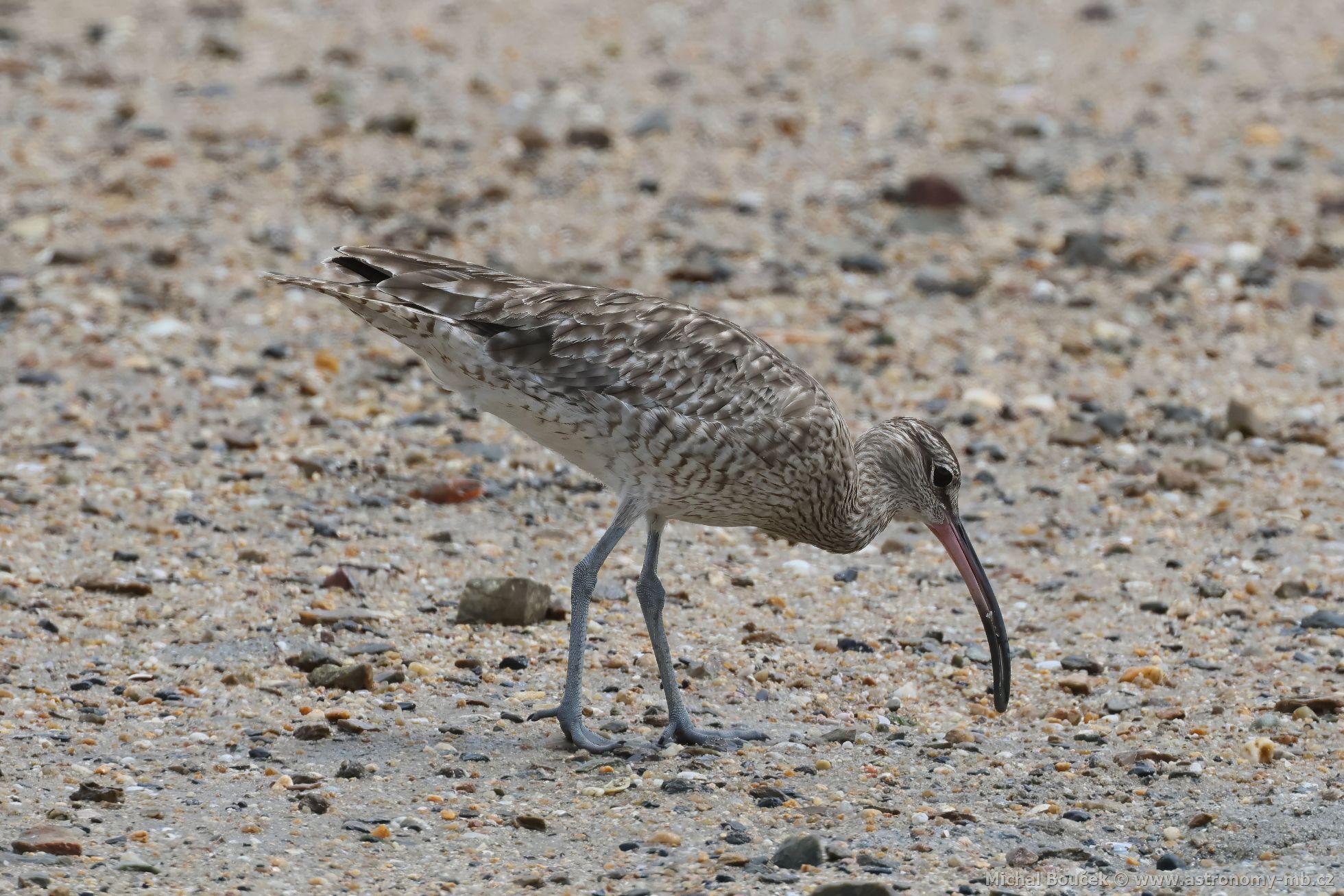 Koliha malá (Numenius phaeopus)