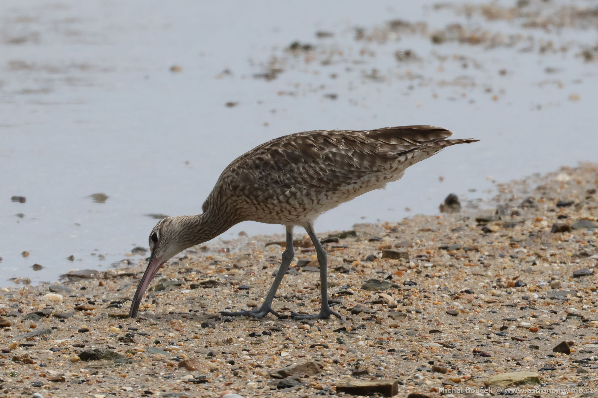Koliha malá (Numenius phaeopus)
